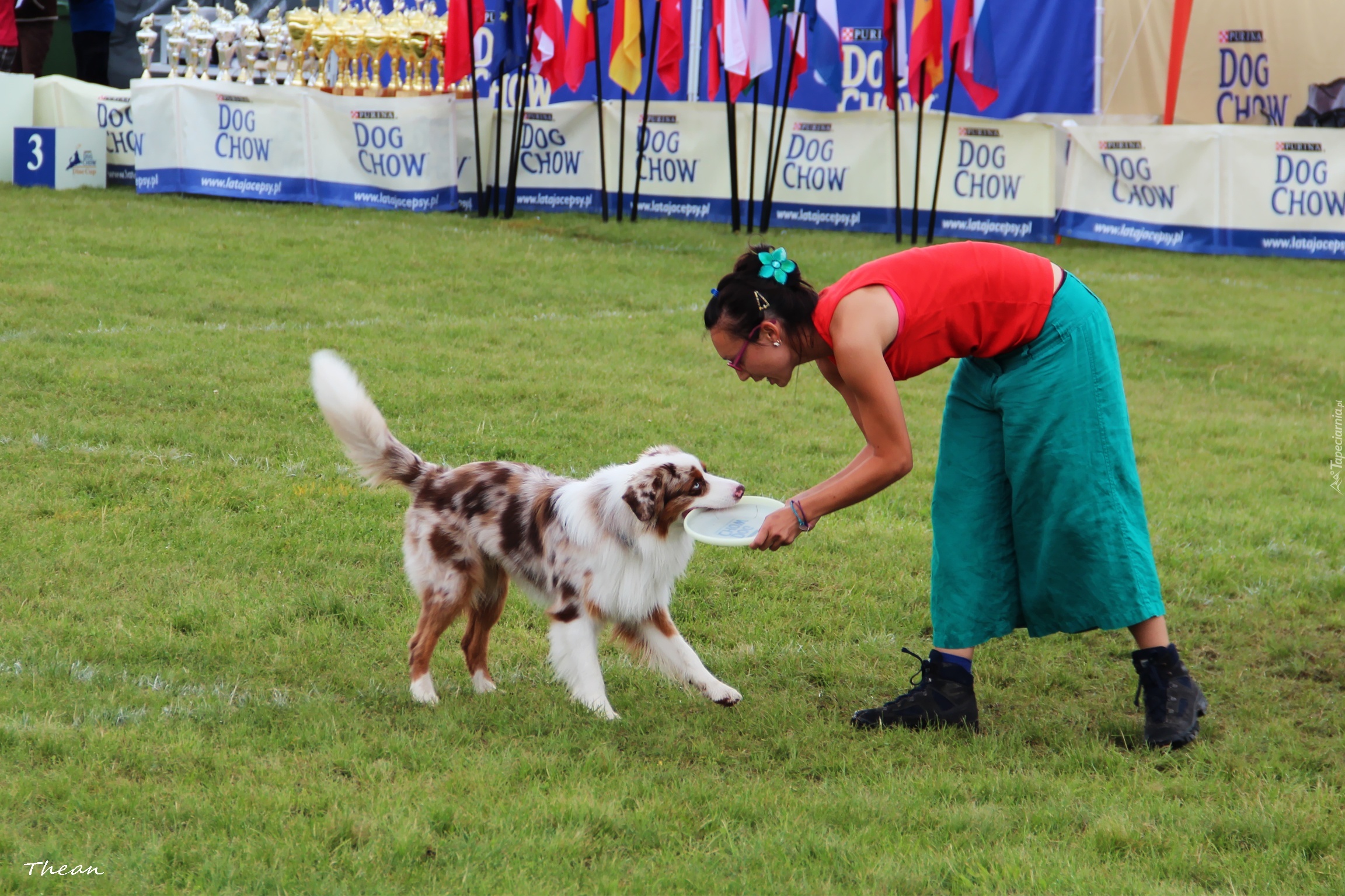 Pies, Border Collie, Kobieta, Frisbee, Aportowanie