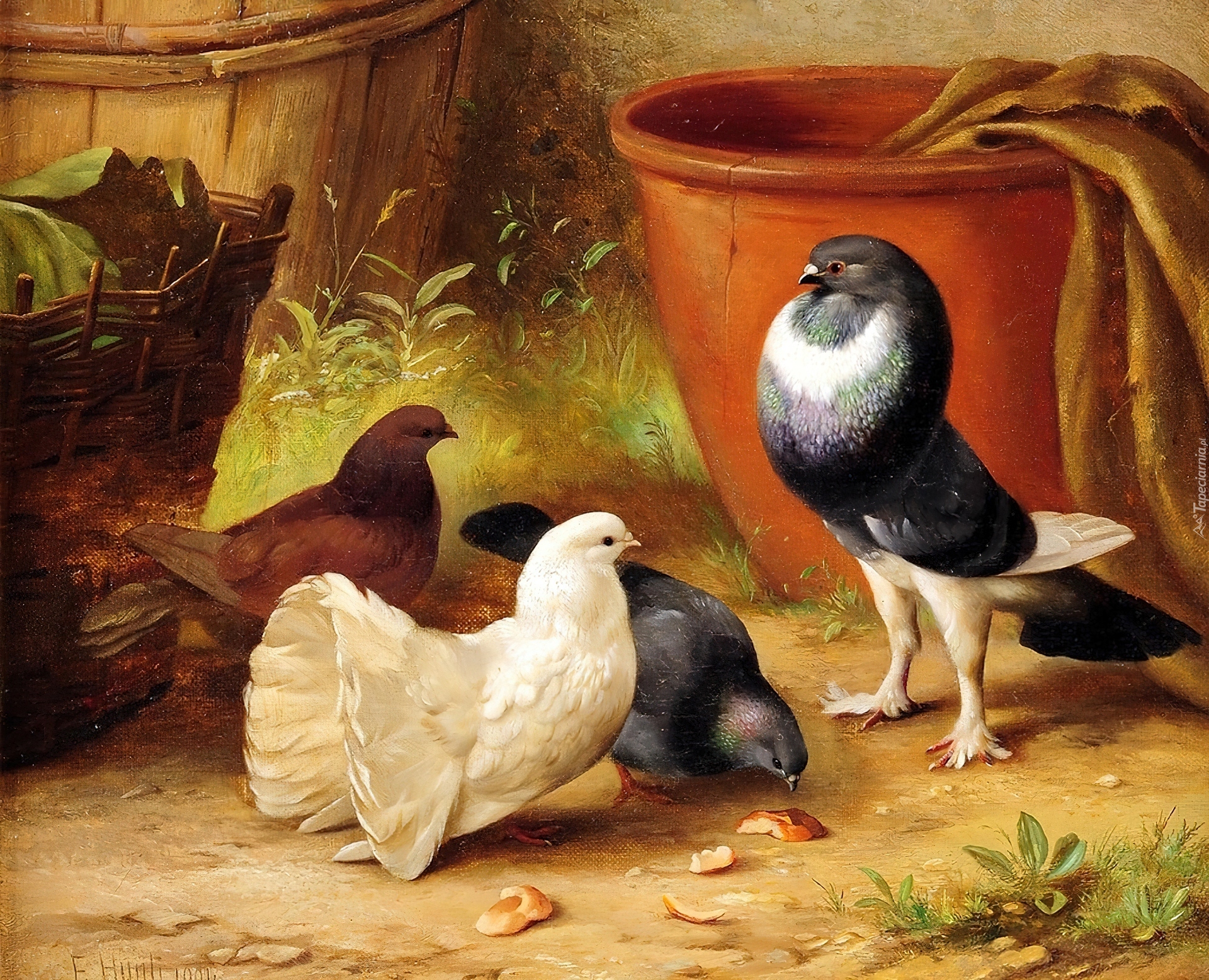 Gołębie, Donice, Edgar Hunt