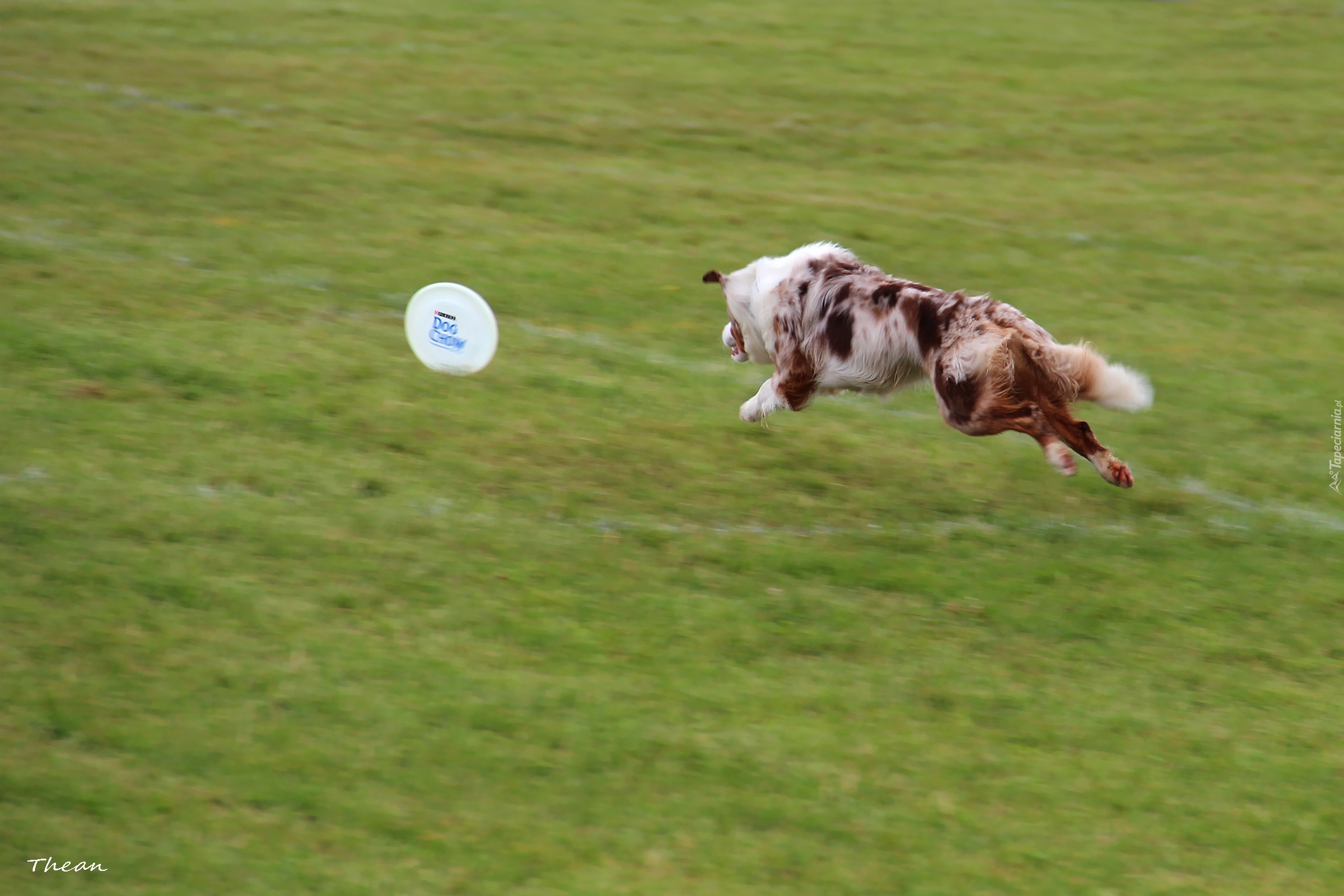 Border Collie, Frisbee