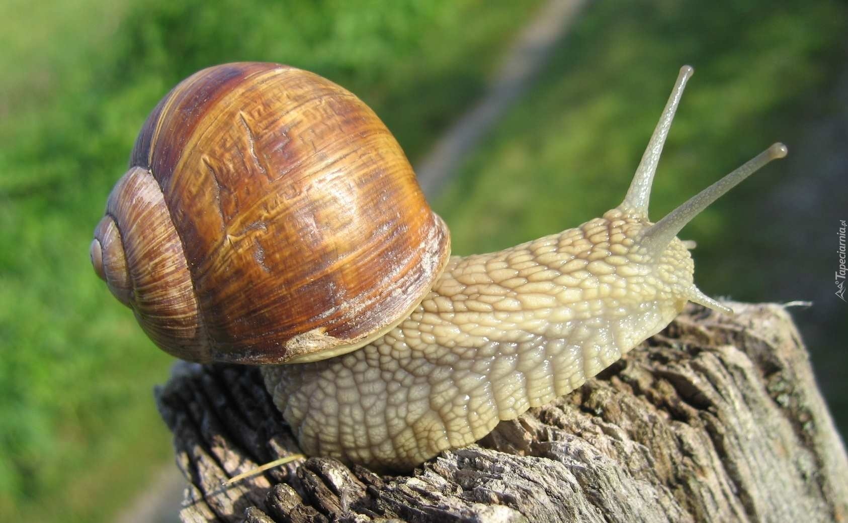 Ślimak