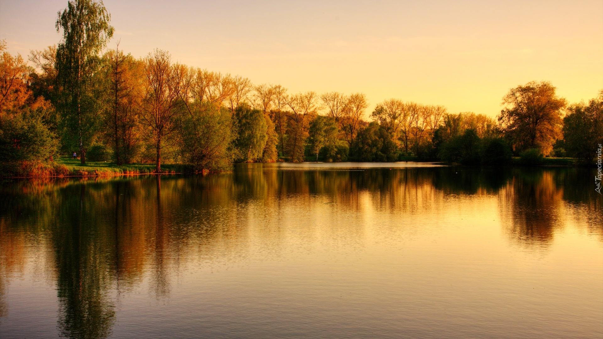 Jezioro, Drzewa, Park