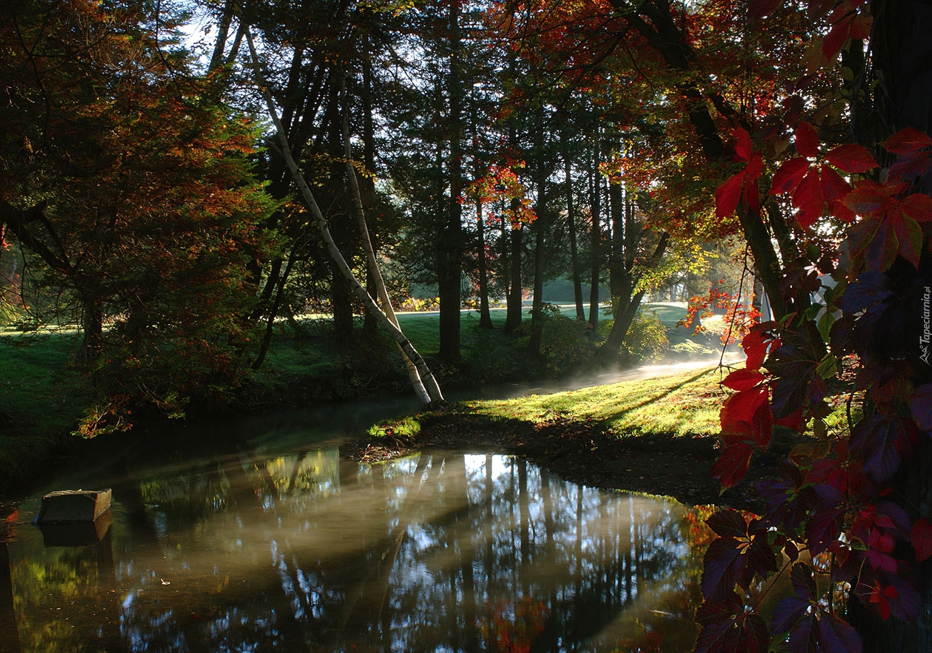 Park, Drzewa, Przebijające, Światło