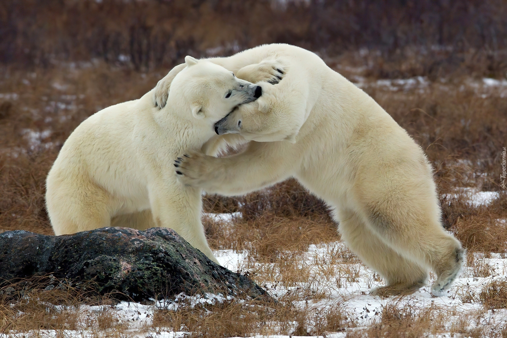 are polar bears predators are polar bears predators