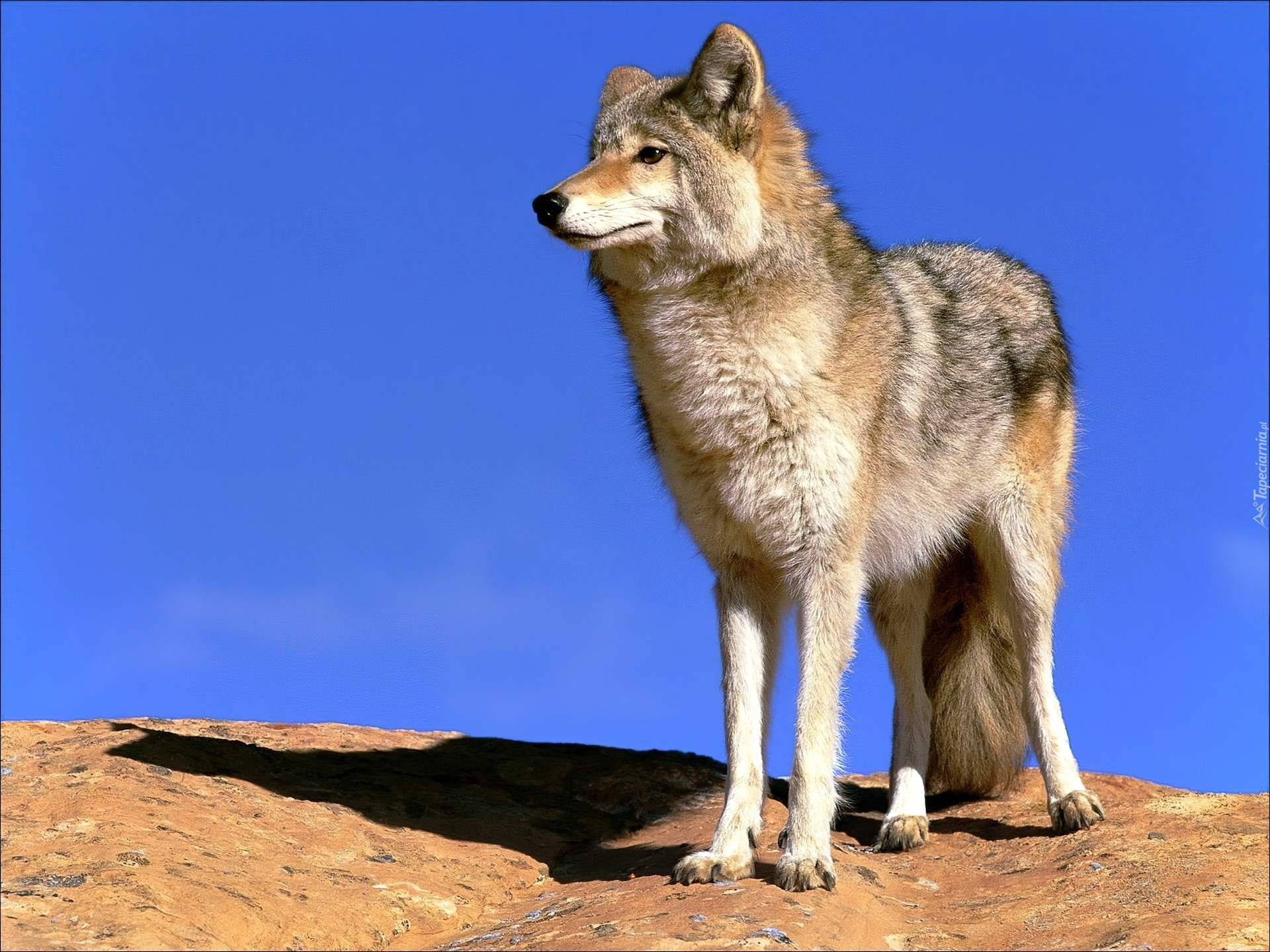 Русский степной волк
