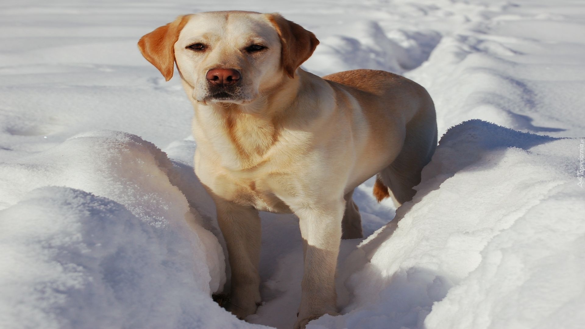 Pies, Labrador