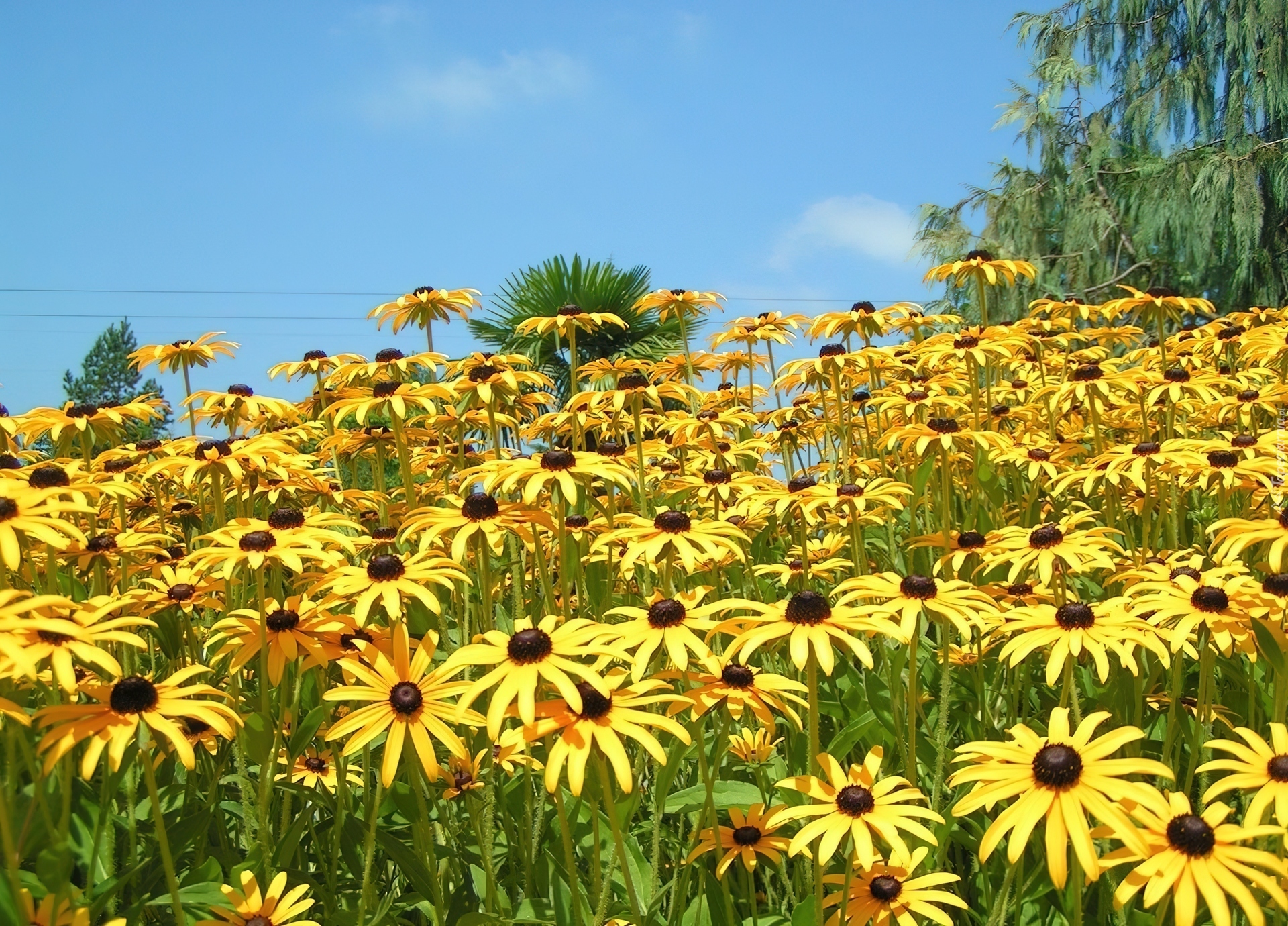 Żółta, Rudbekia