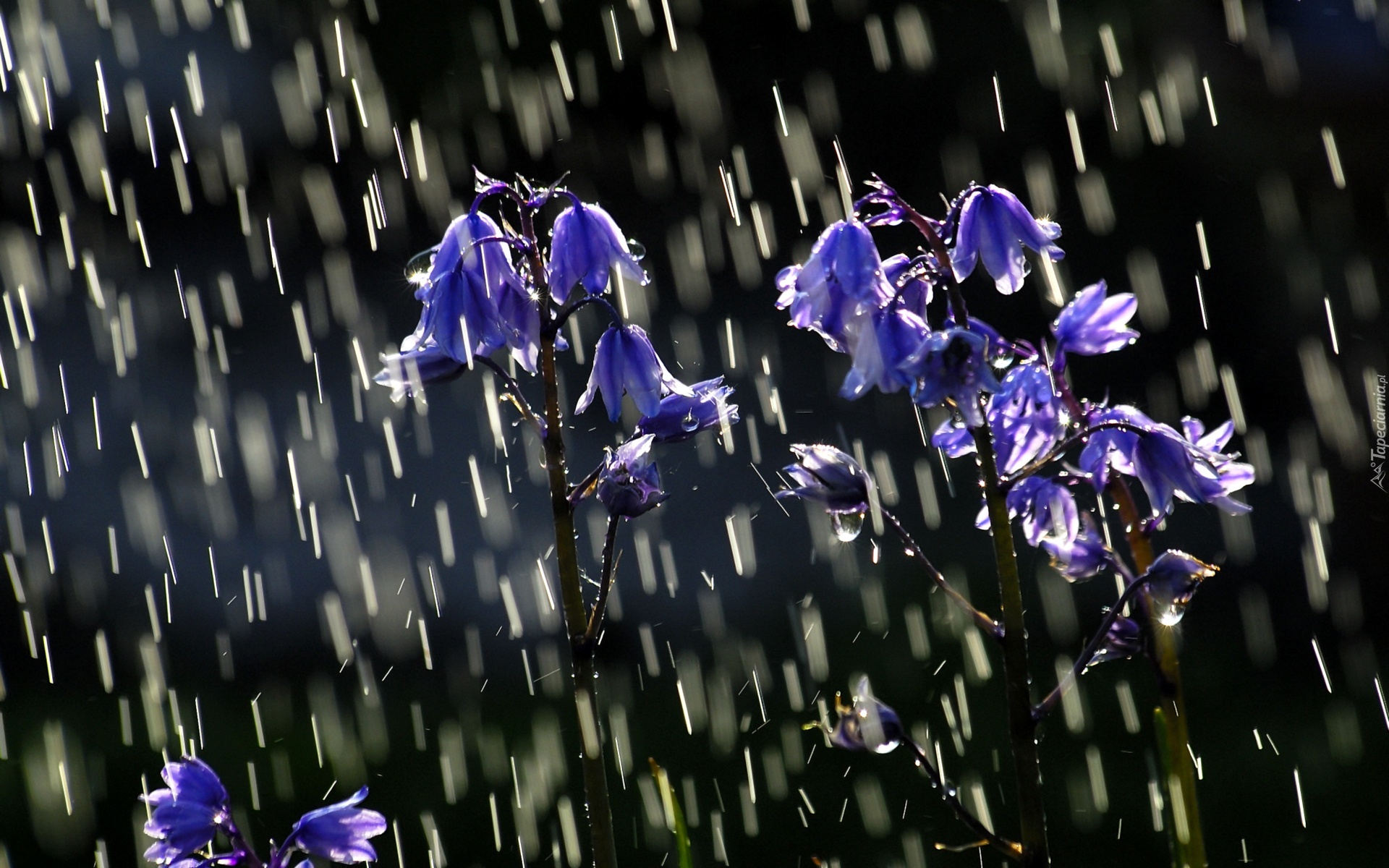 Deszcz, Niebieskie, Kwiatuszki, Dzwoneczki