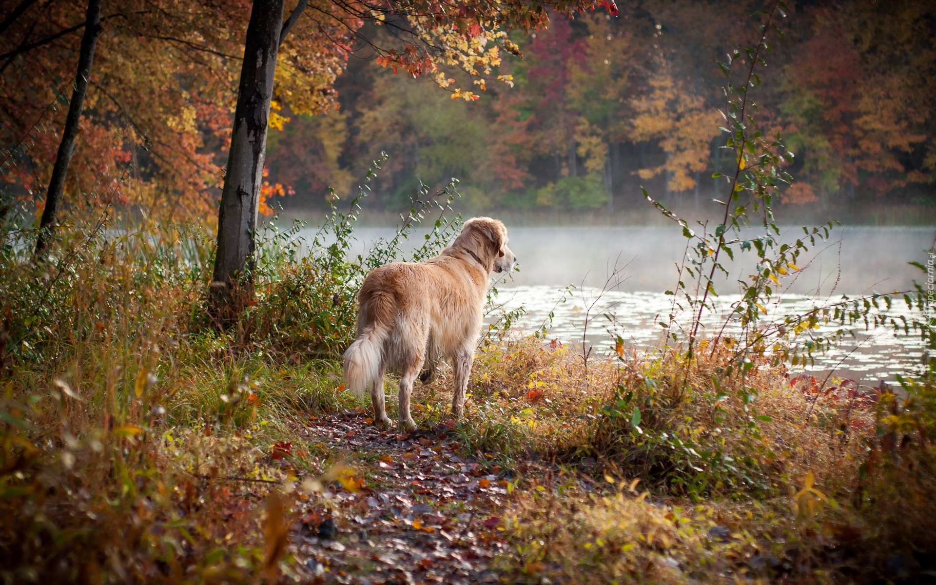 Pies, Rzeka, Las, Jesień, Golden Retriever