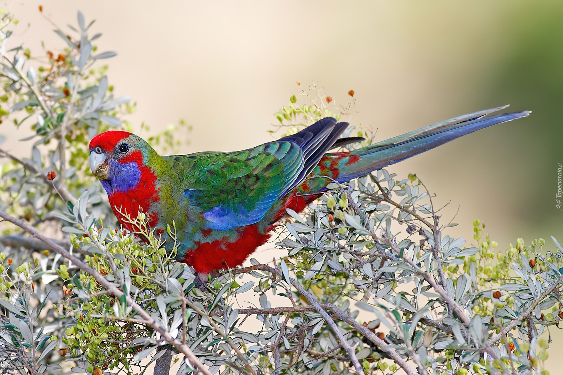 Młoda, Papuga, Rosella Królewska, Gałązki