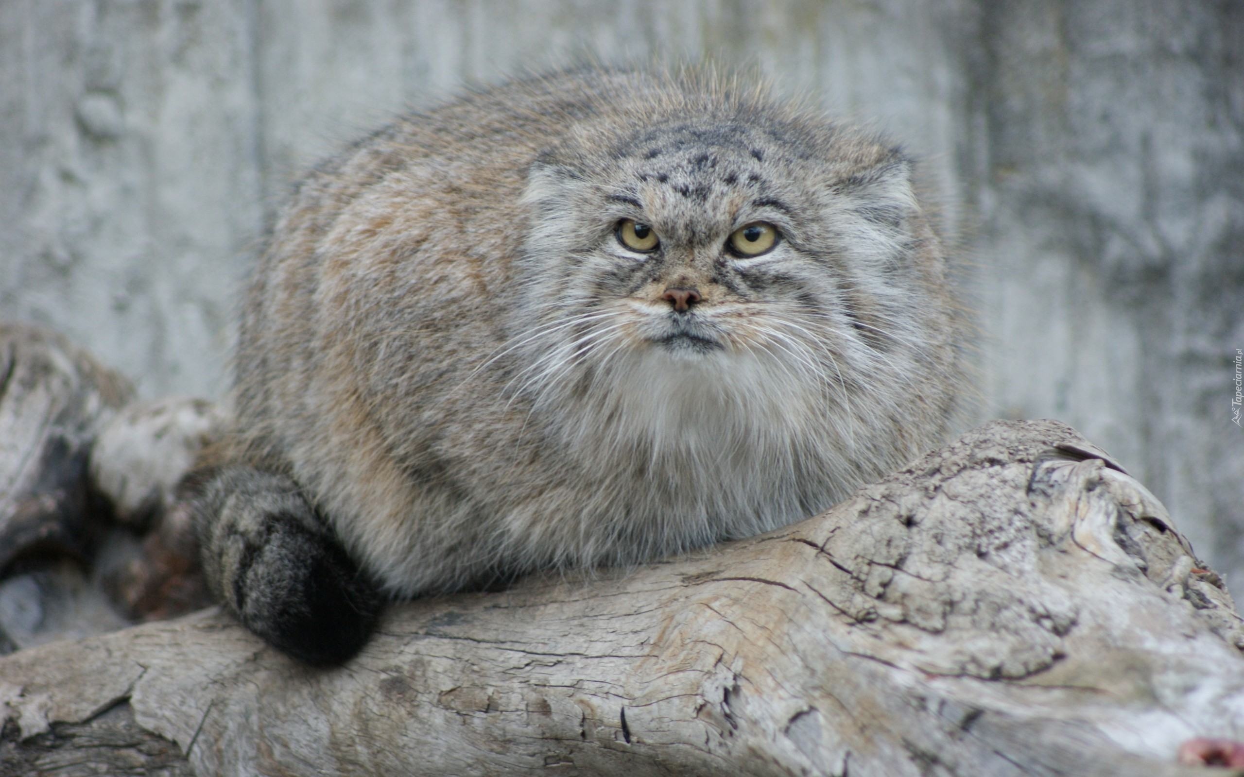 Manul