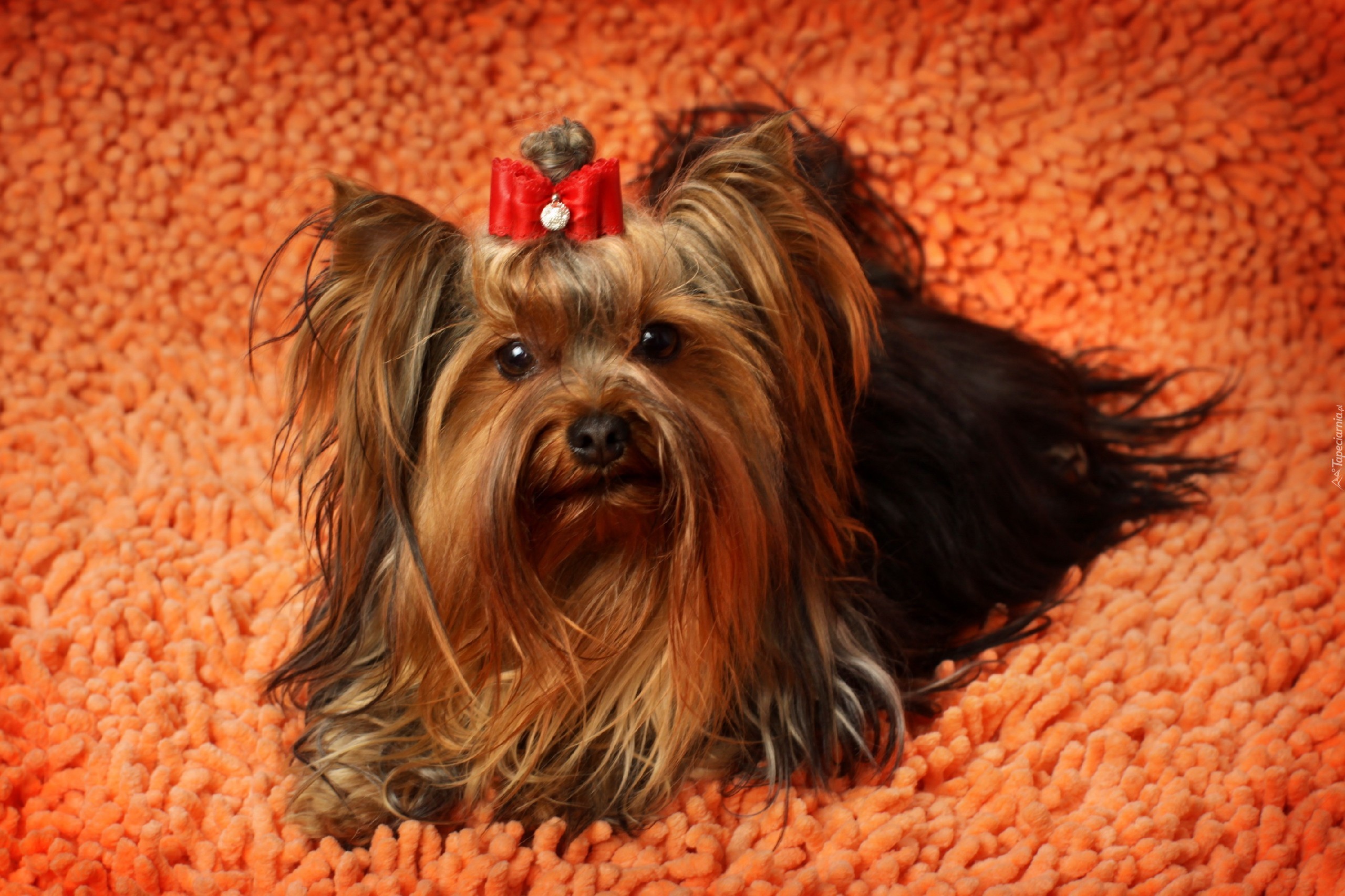 Yorkshire Terrier, Kokardka, Dywan