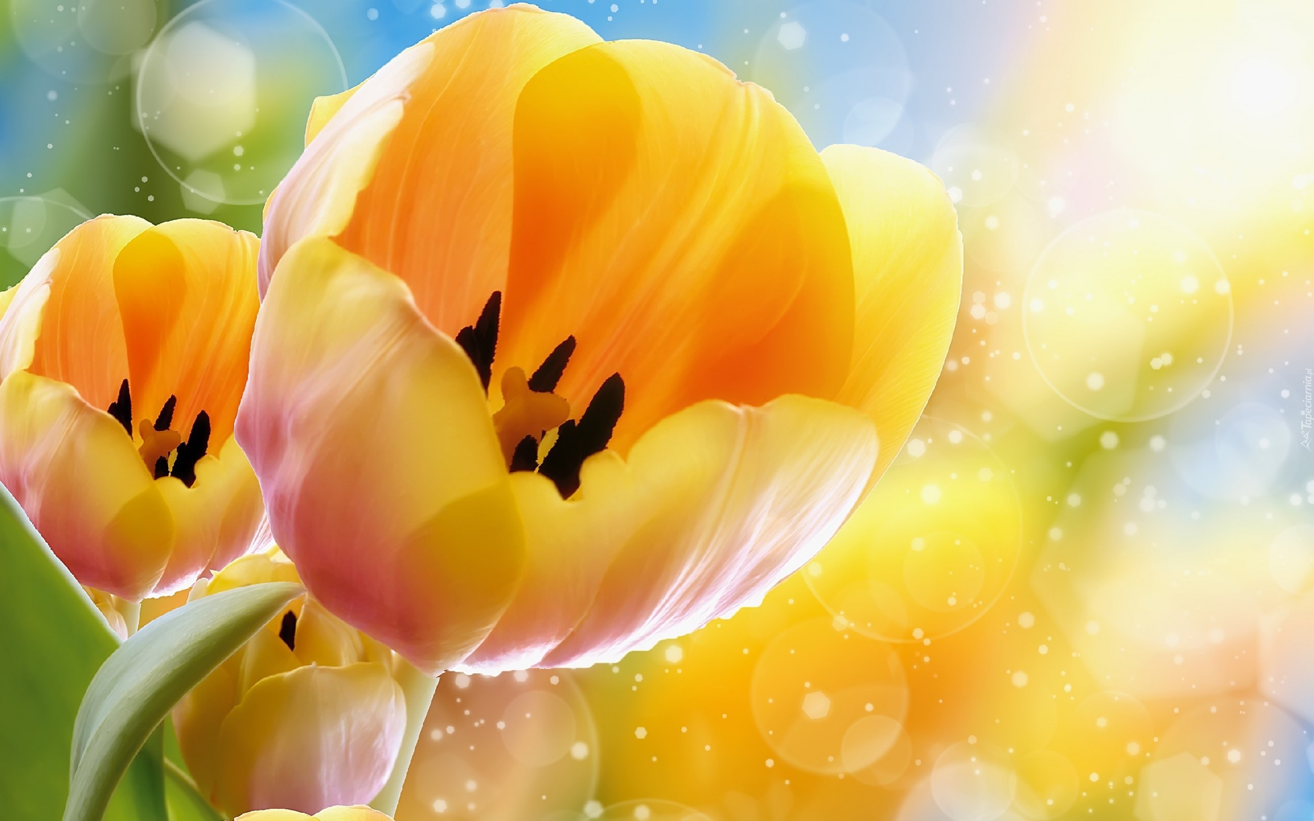 Żółte, Tulipany, Grafika