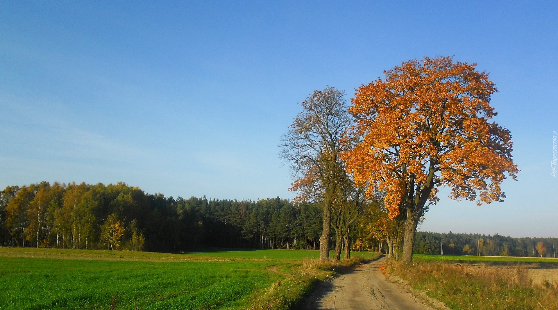 Jesień, Przydrożne, Drzewa