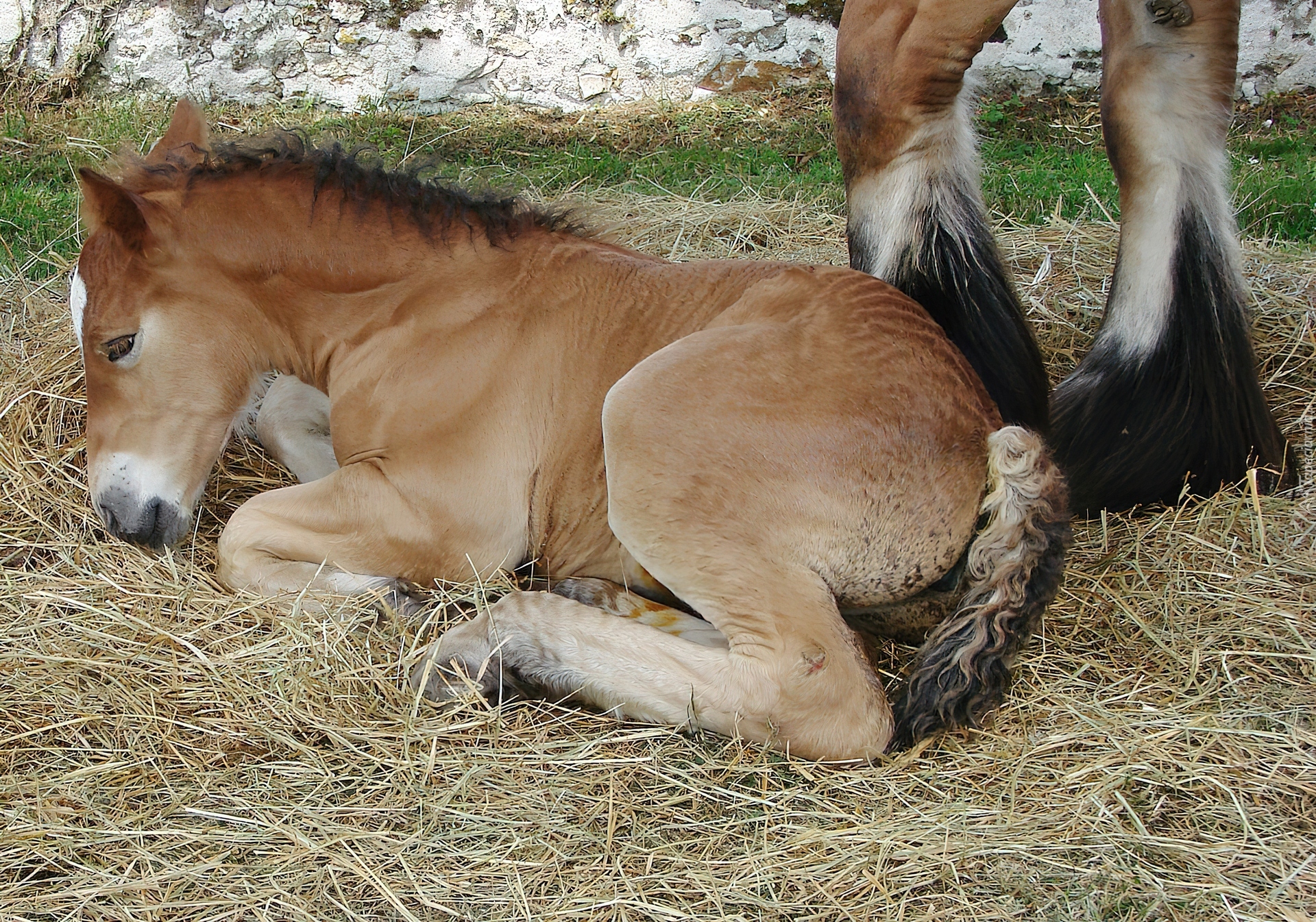 Młody, Konik, Siano