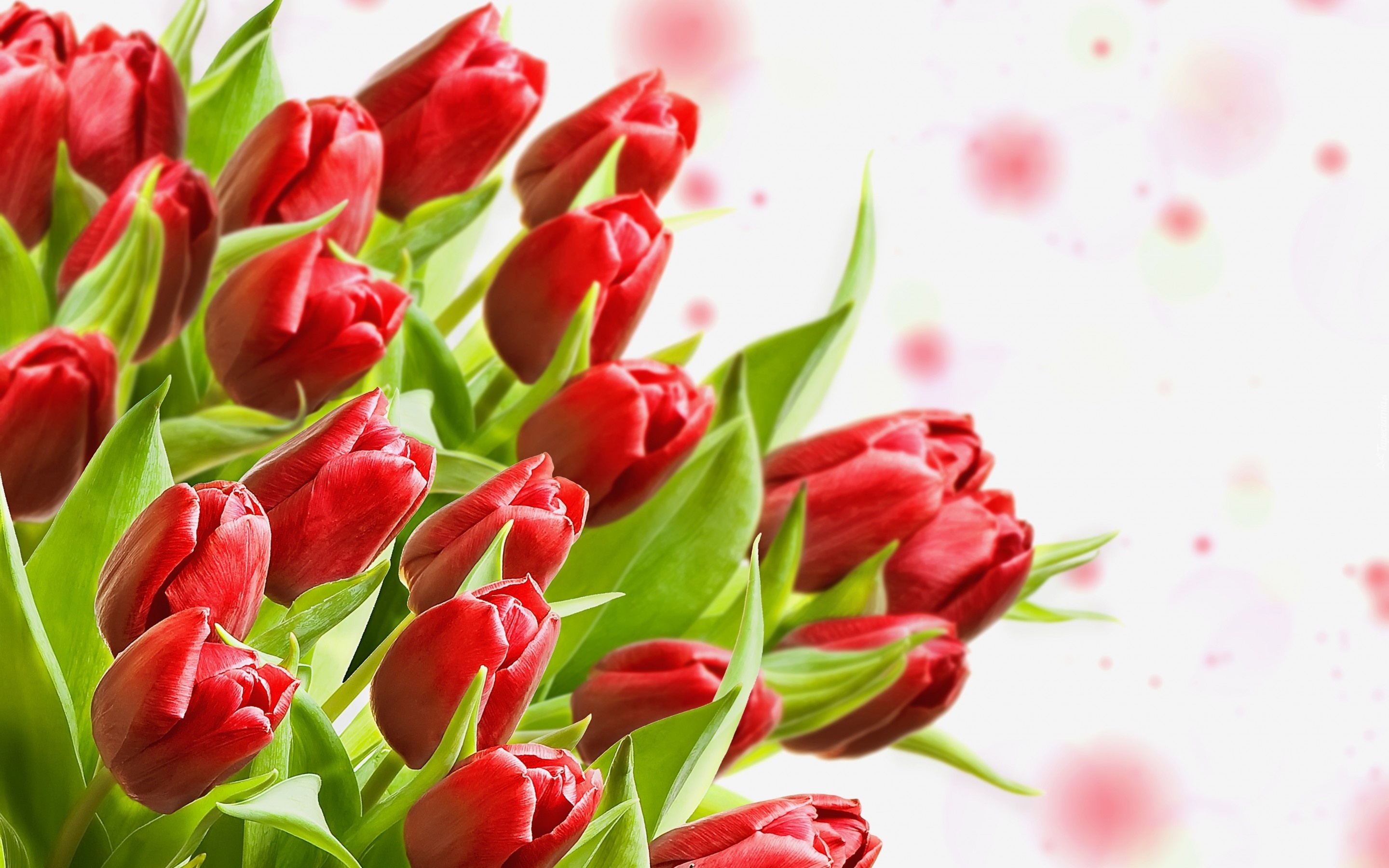 Czerwone, Tulipany, Liście