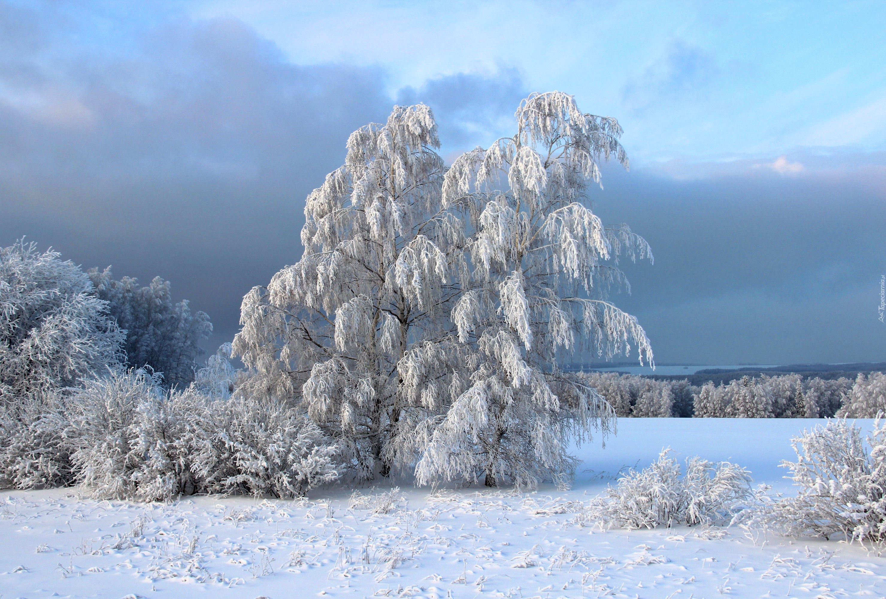 Drzewa, Śnieg, Zima