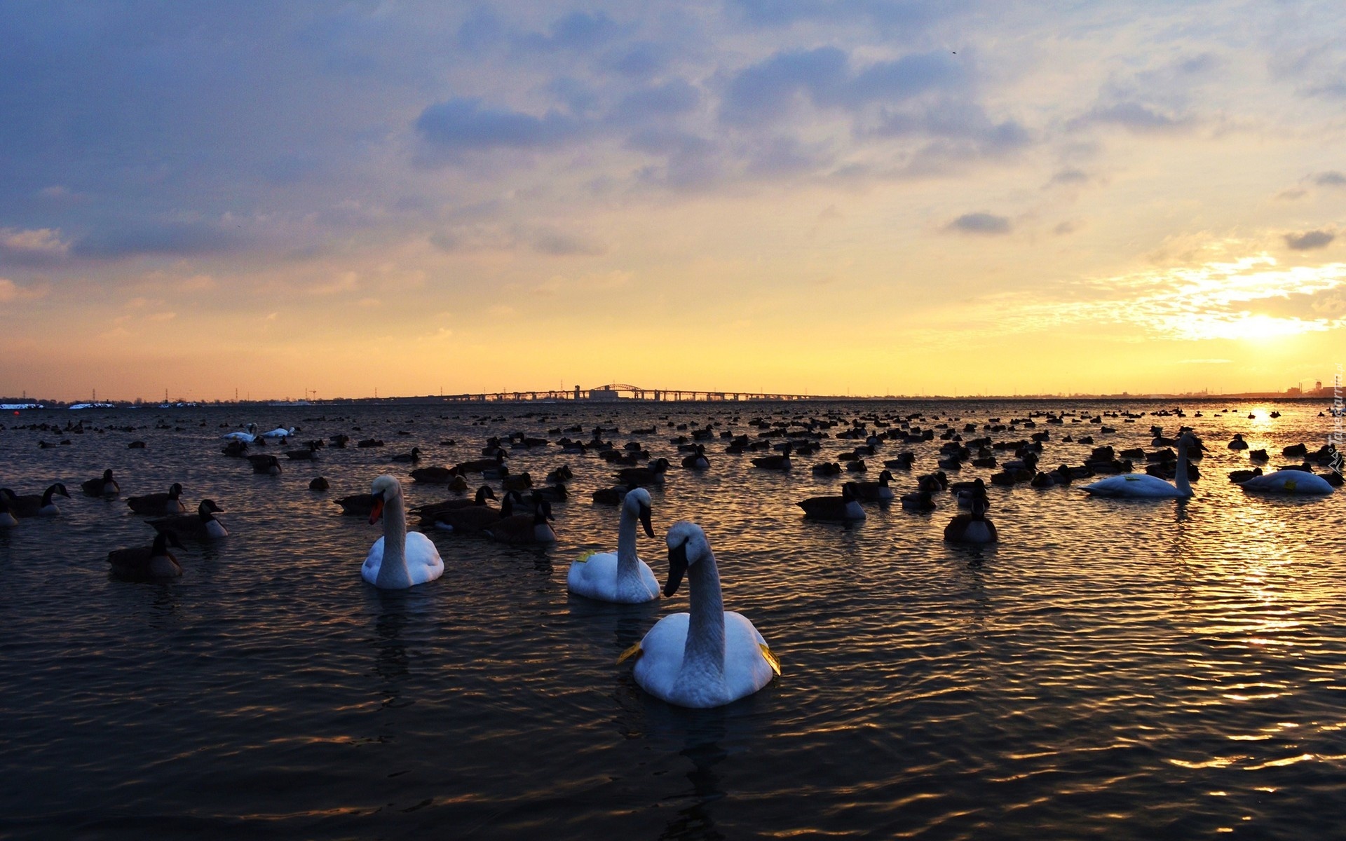 Jezioro, Łabędzie, Chmury