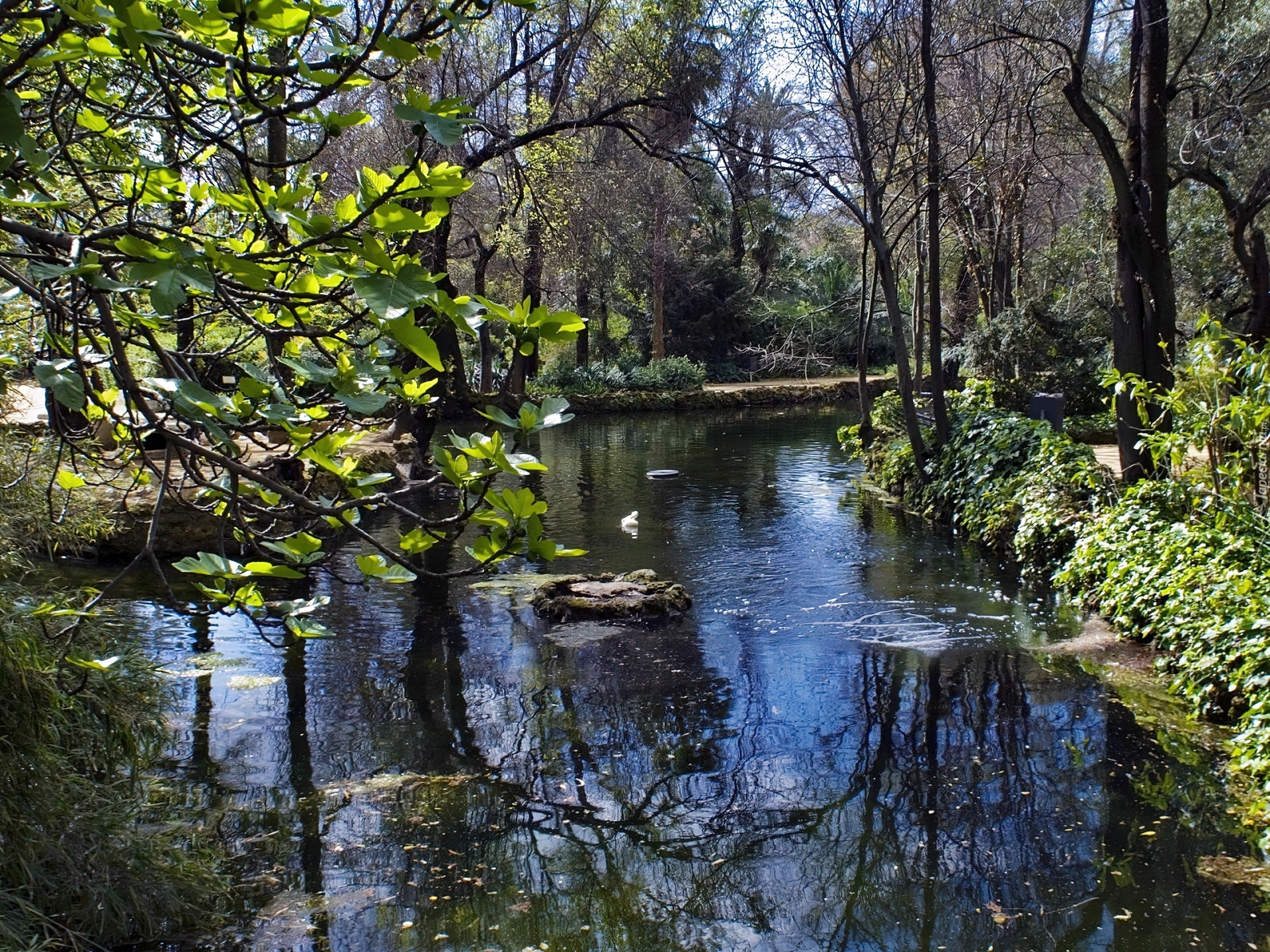 Park, Rzeczka, Zieleń