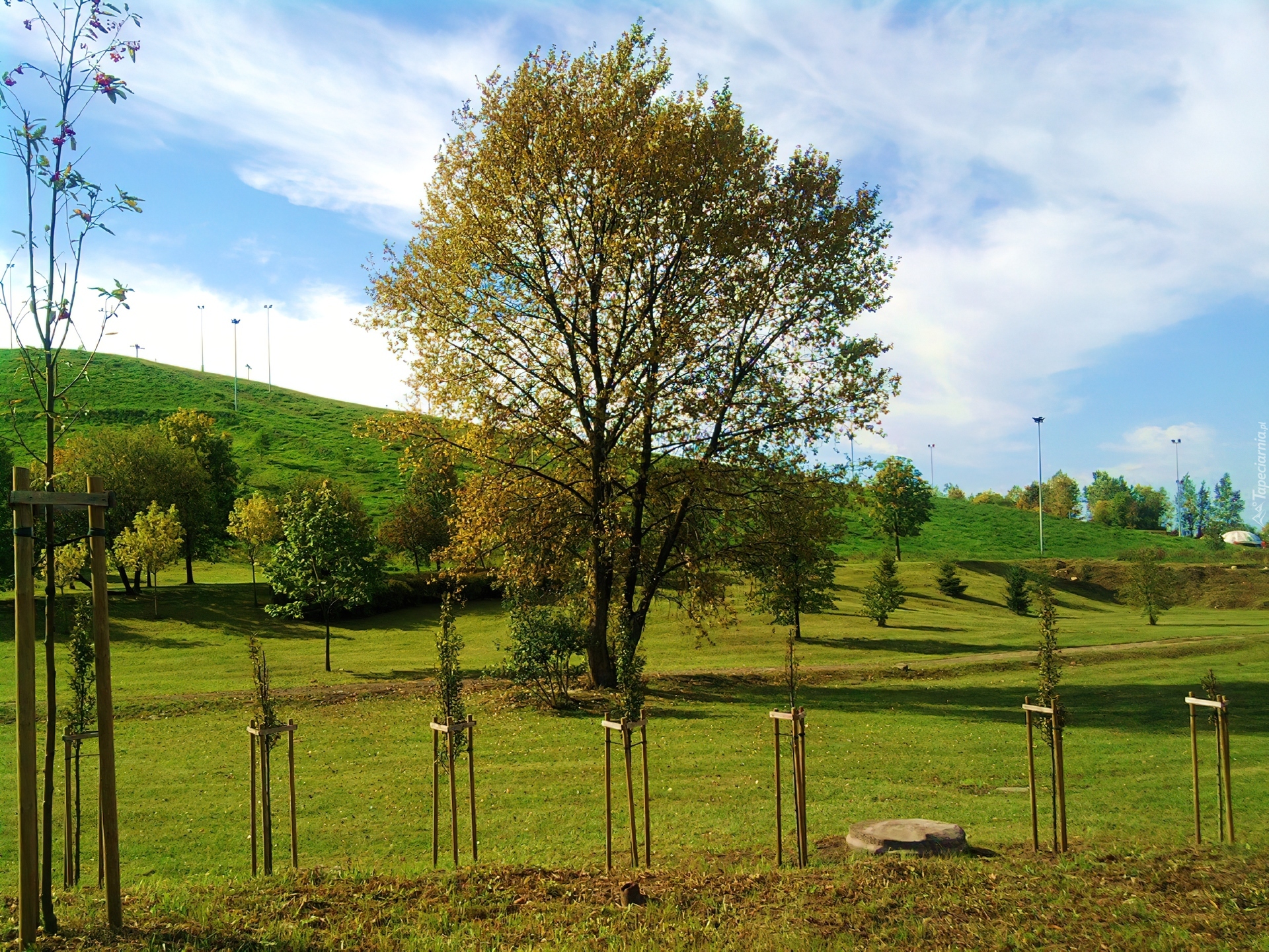 Park, Drzewa, Trawa, Sosonowiec