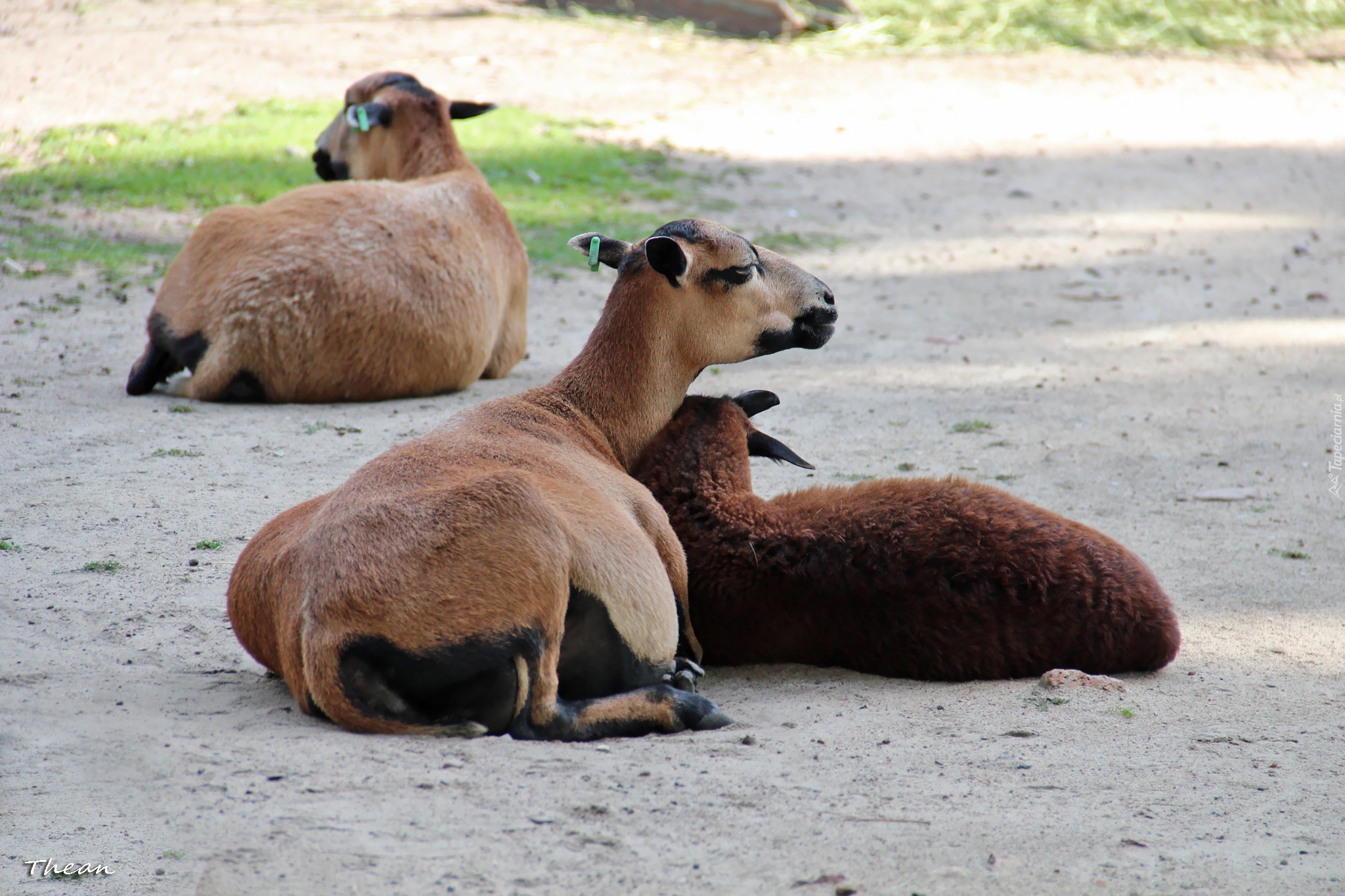 Owce Kameruńskie, Zoo