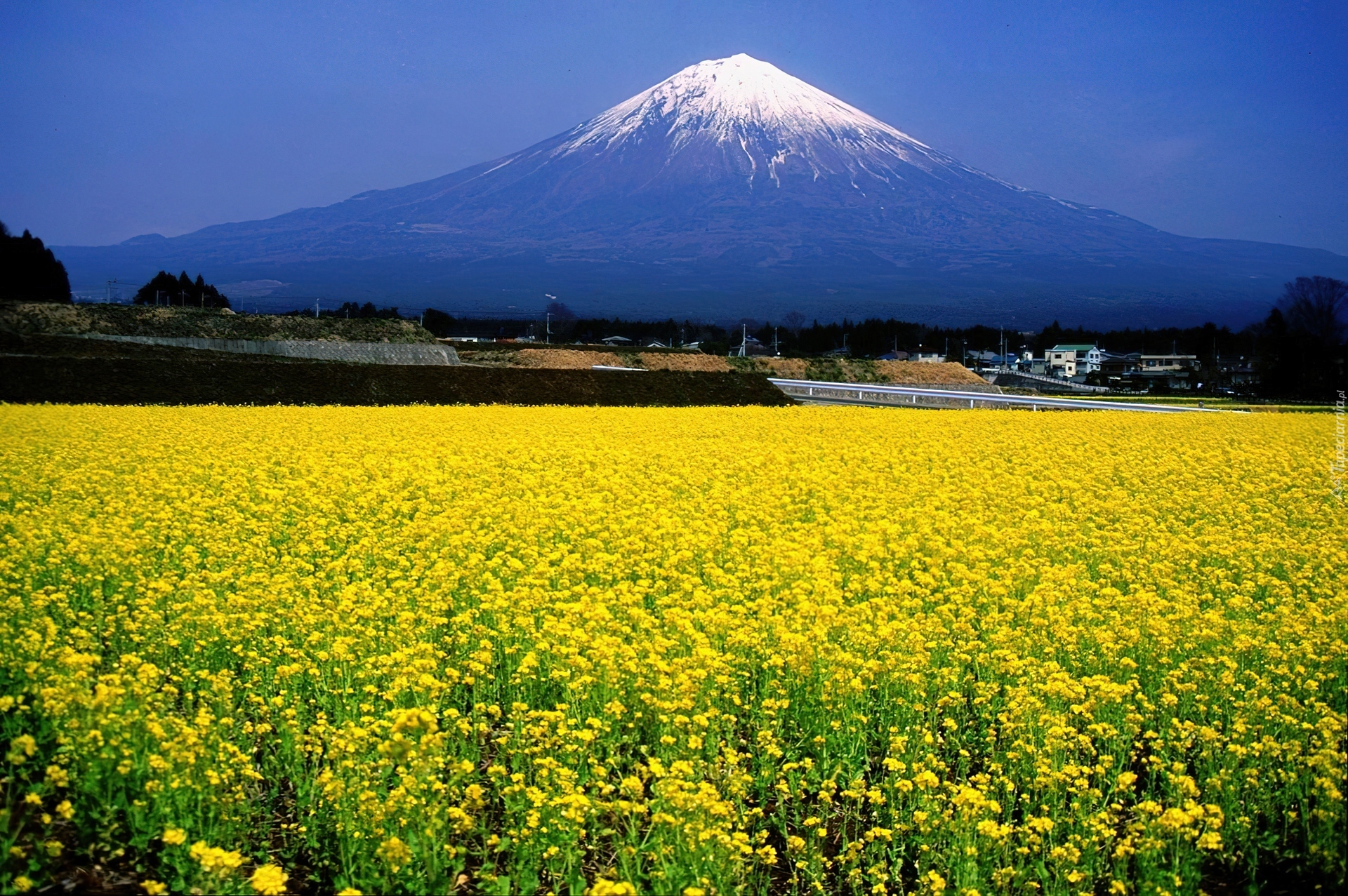 Łąka, Góra, Fuji, Japonia