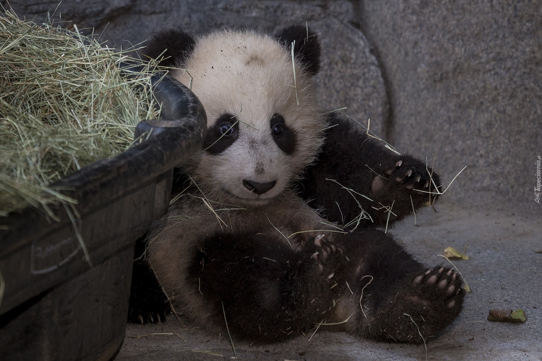 Miś, Panda, Siano