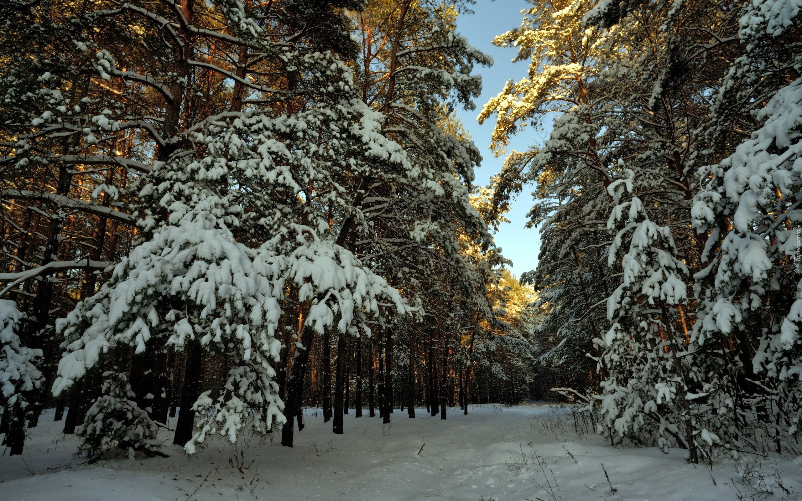 Zima, Las, Ośnieżone, Drzewa, Ścieżka