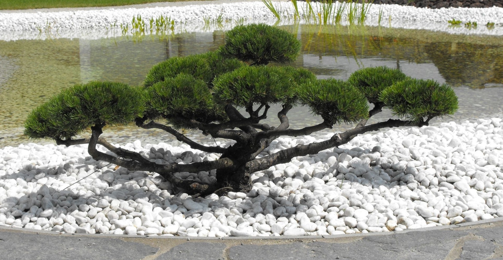 Drzewko, Bonsai