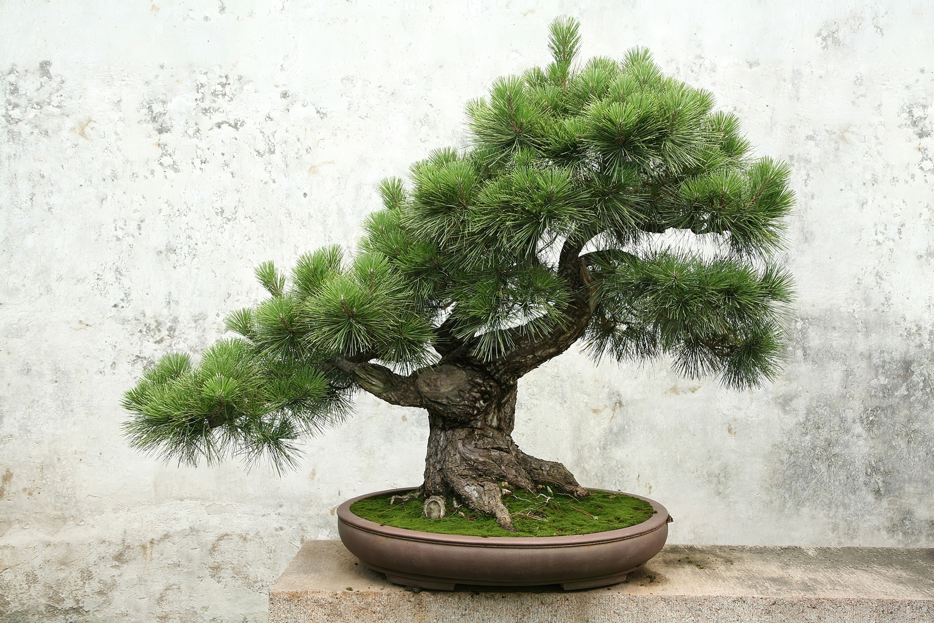 Drzewko, Bonsai