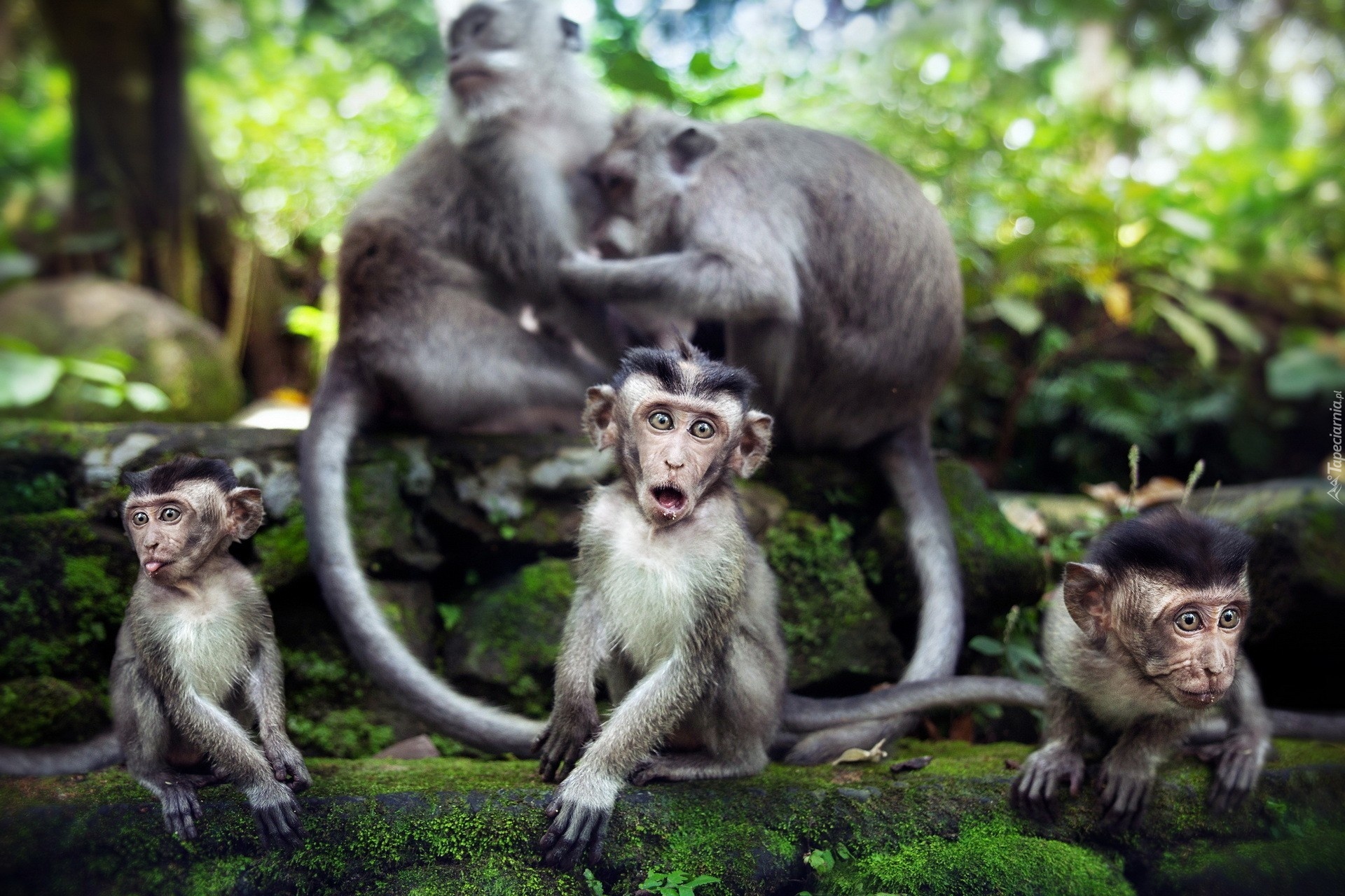 Małpki, Zdziwienie