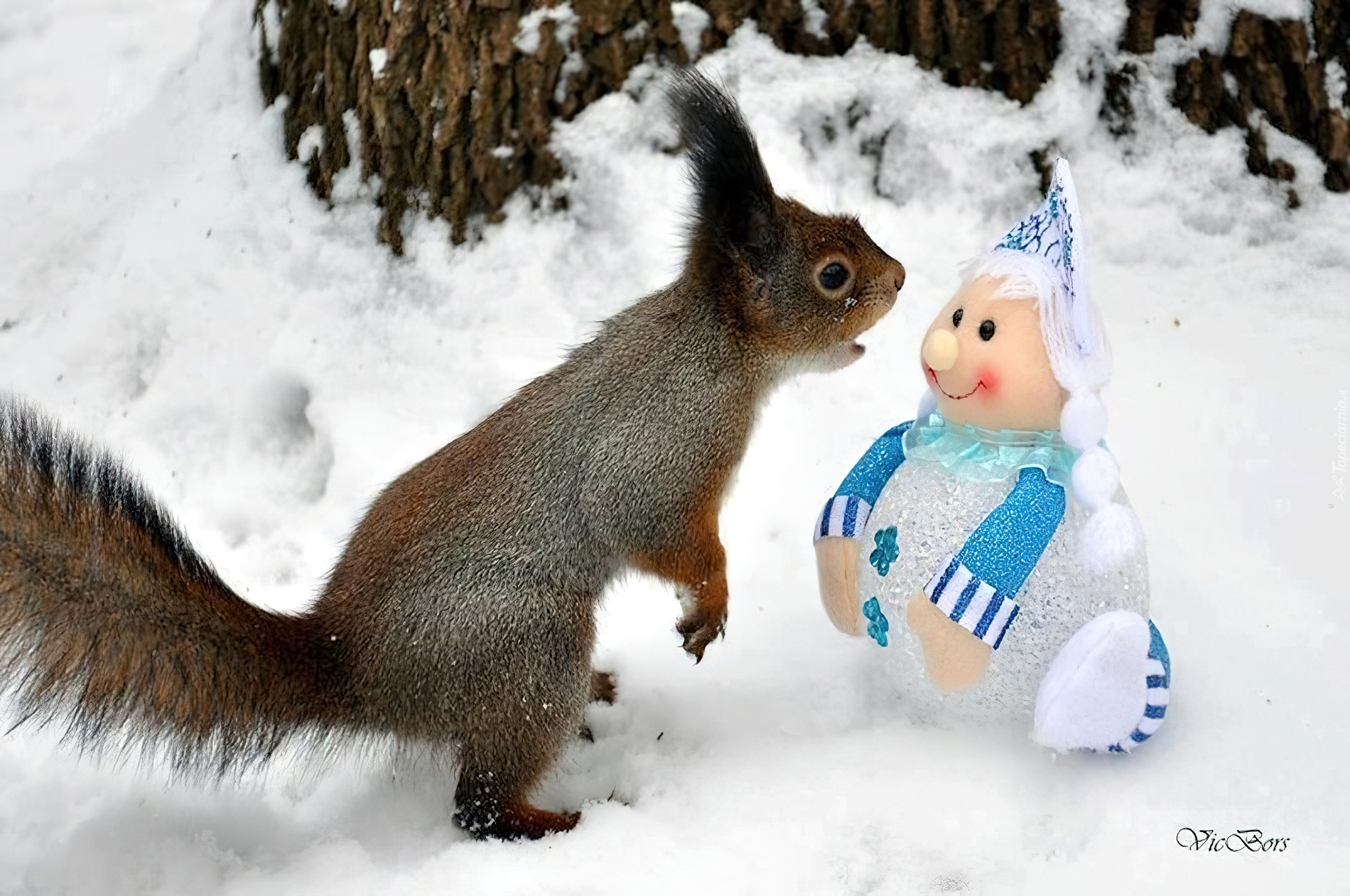Wiewiórka, Lalka, Śnieg