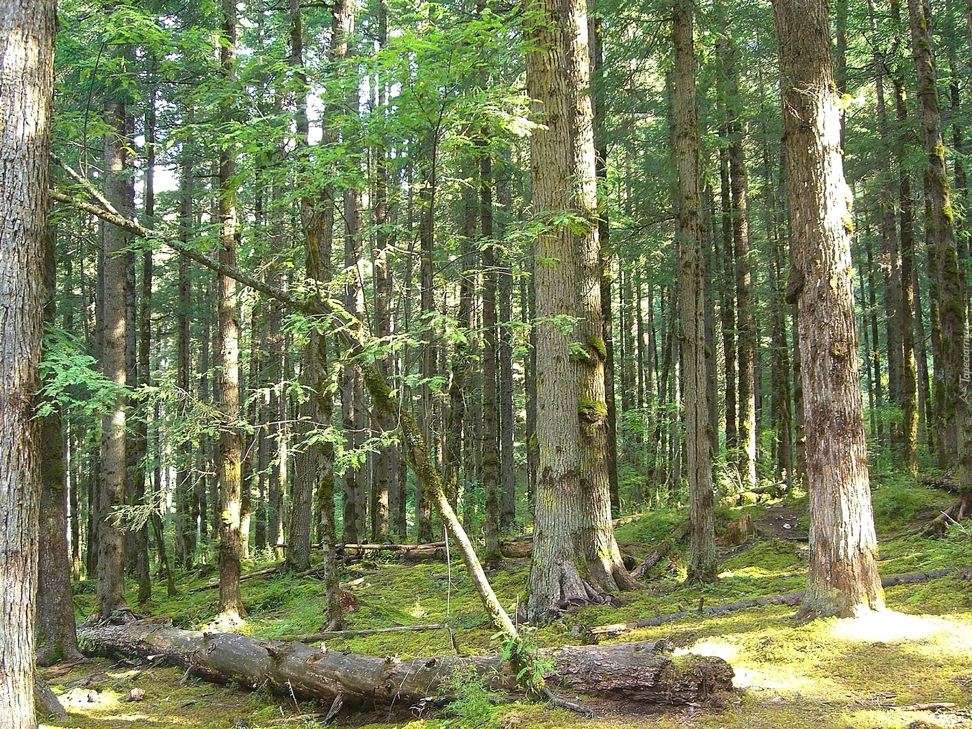 Las, Kłody