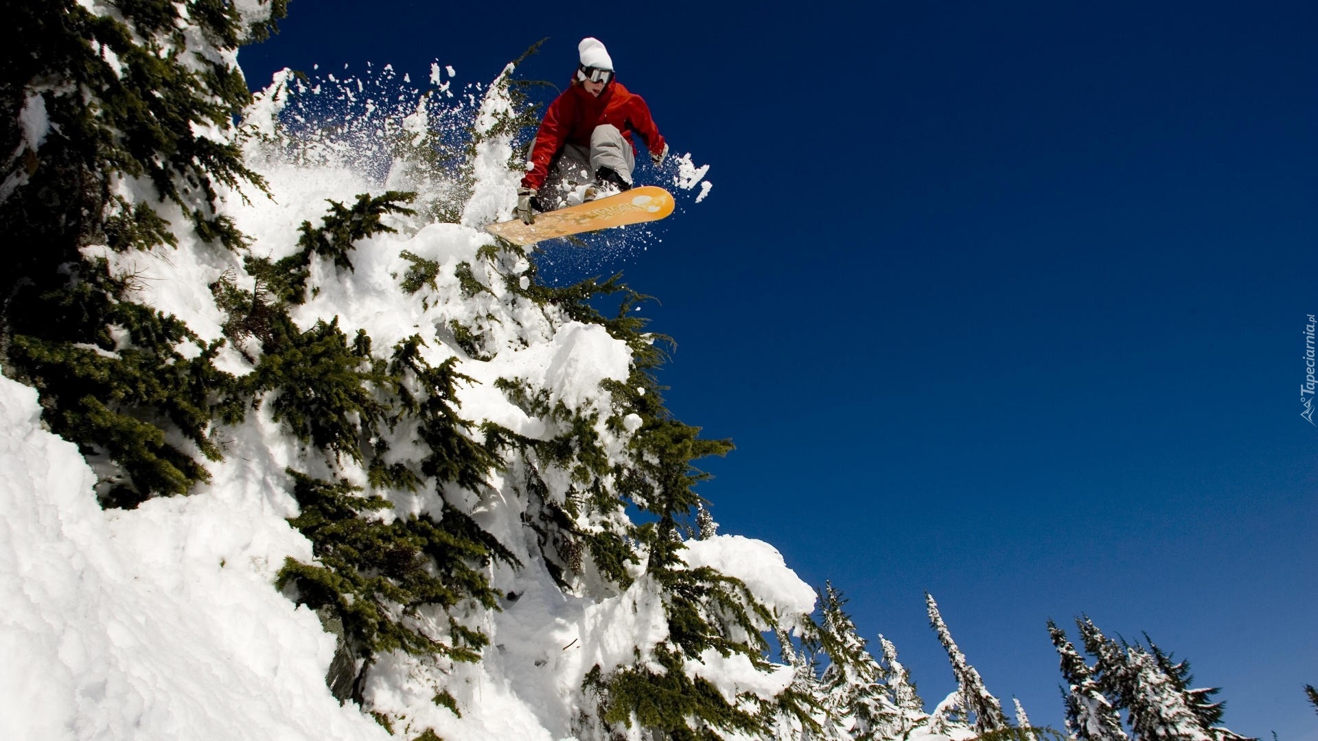 Snowboardzista, Śnieg, Choinki