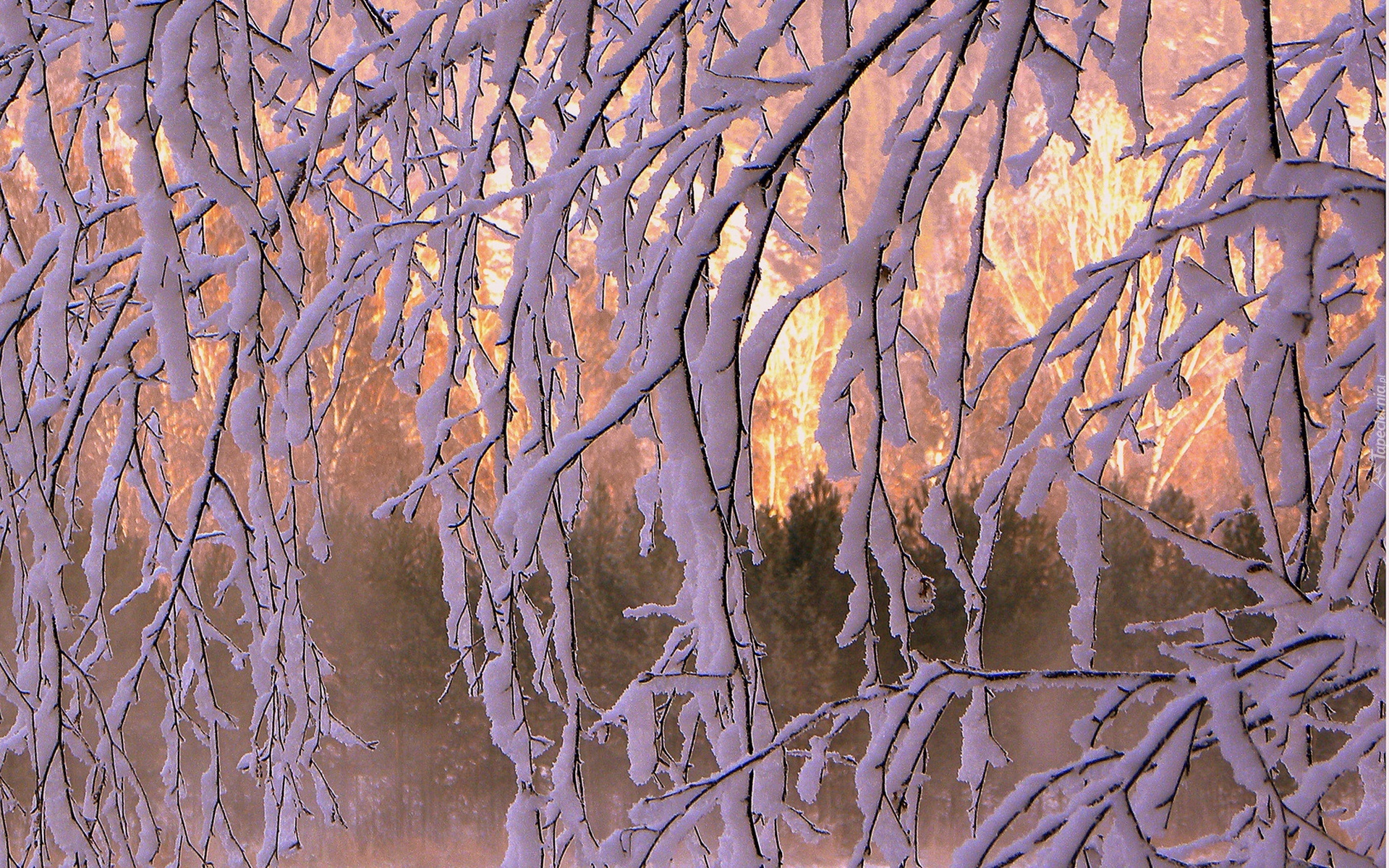 Осин песни слушать зимний вечер. Зимний рассвет живопись. Иней на деревьях живопись. Зимний пейзаж ветки. Зимнее дерево живопись.