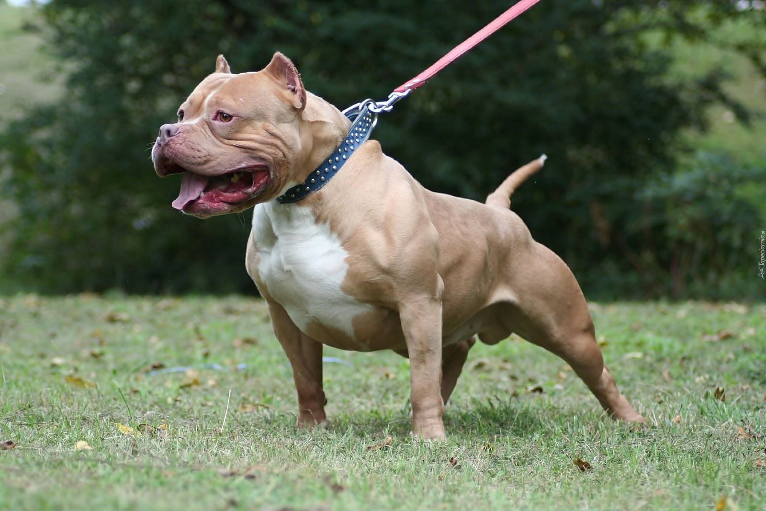 American Bully, Smycz