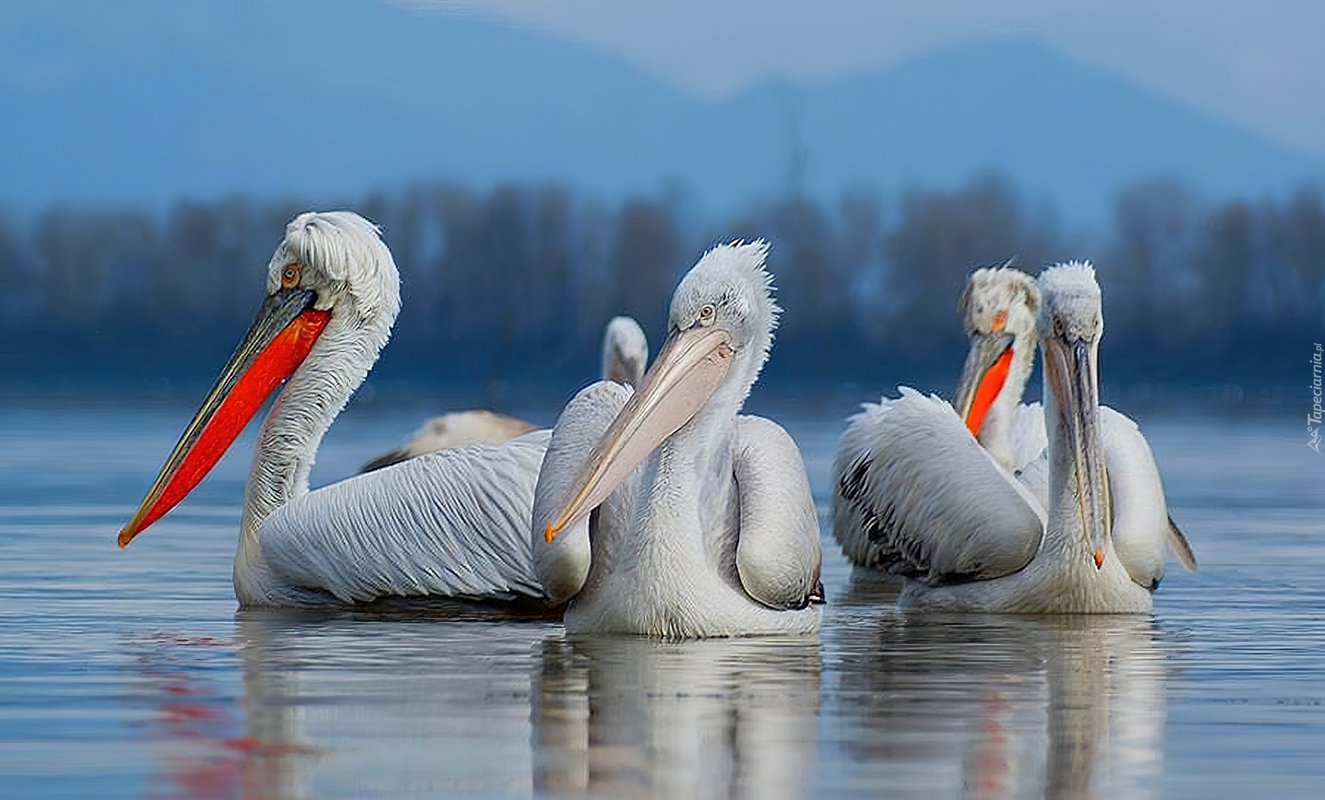 Pelikany, Jezioro, Góry, Las