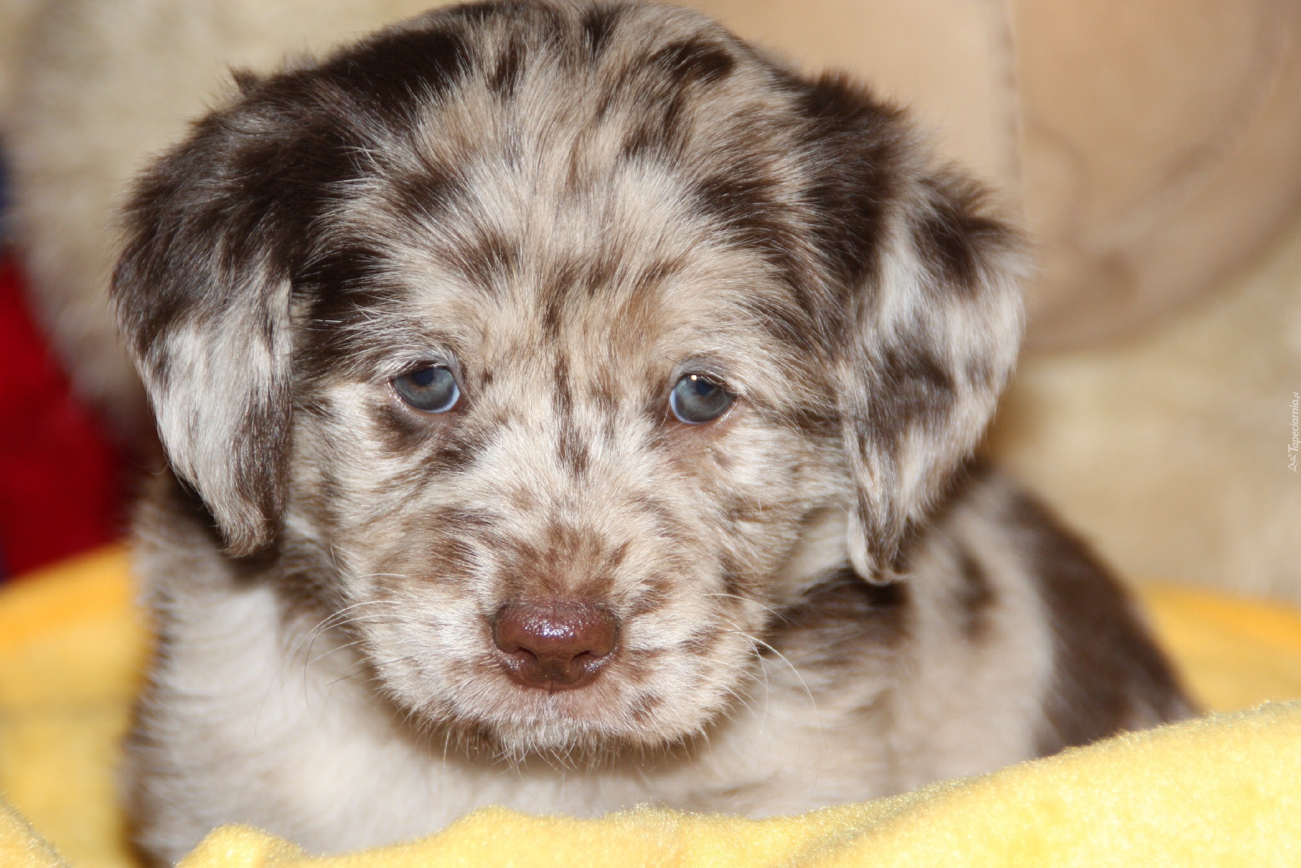 Szczeniak, Owczarek australijski-australian shepherd