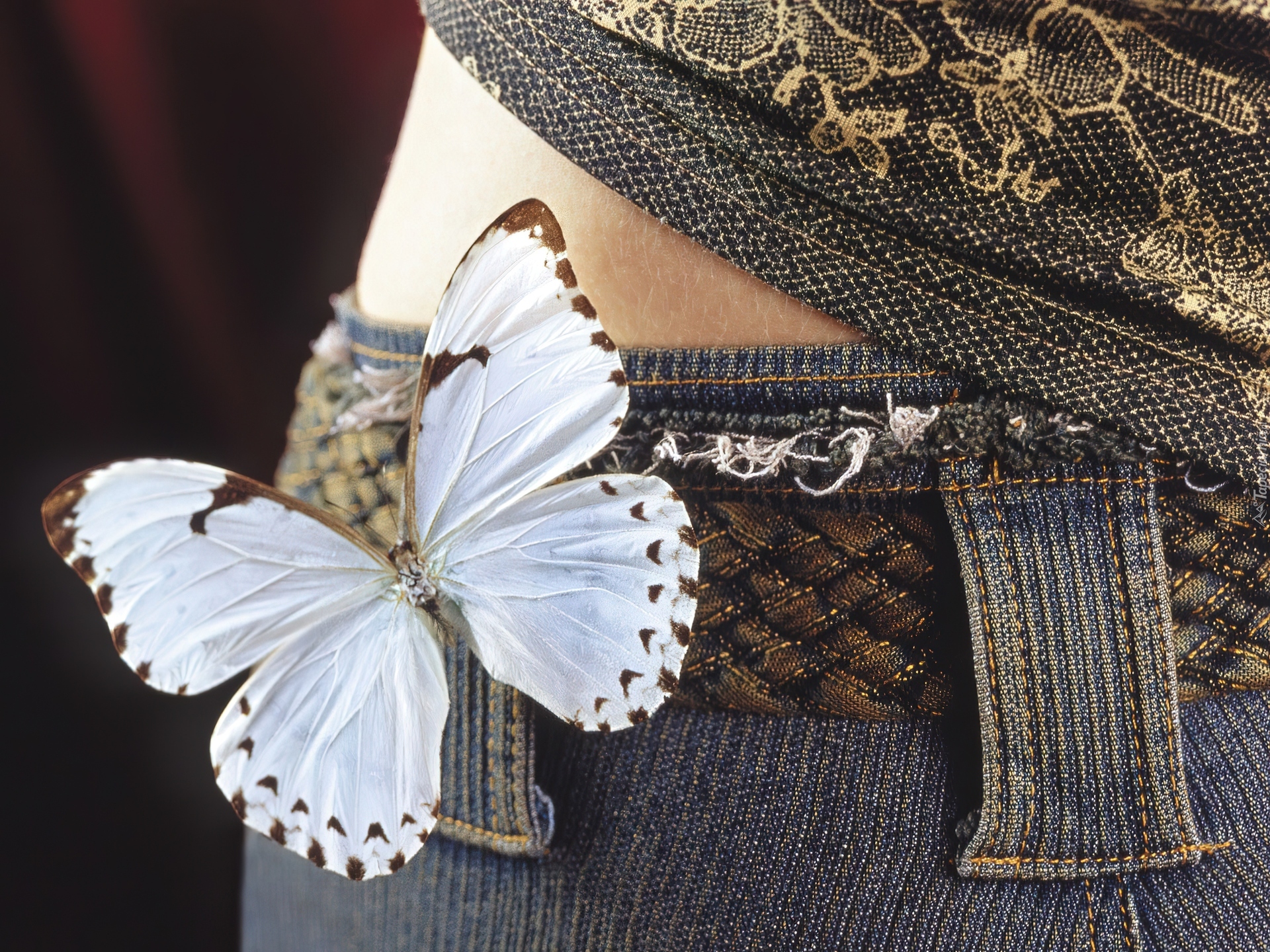 Motyl, Jeans, Pas