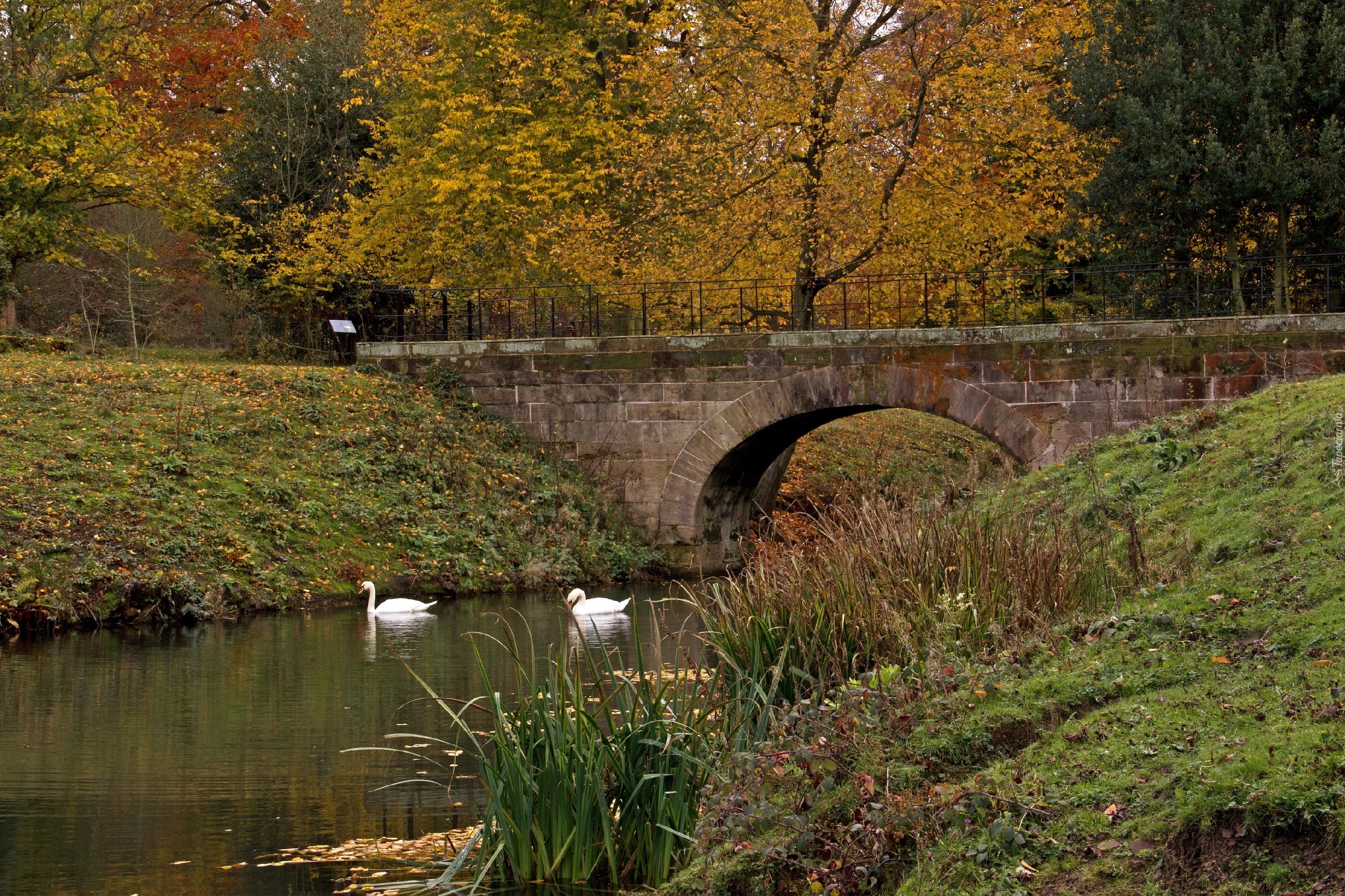 Park, Rzeka, Most, Łabędzie