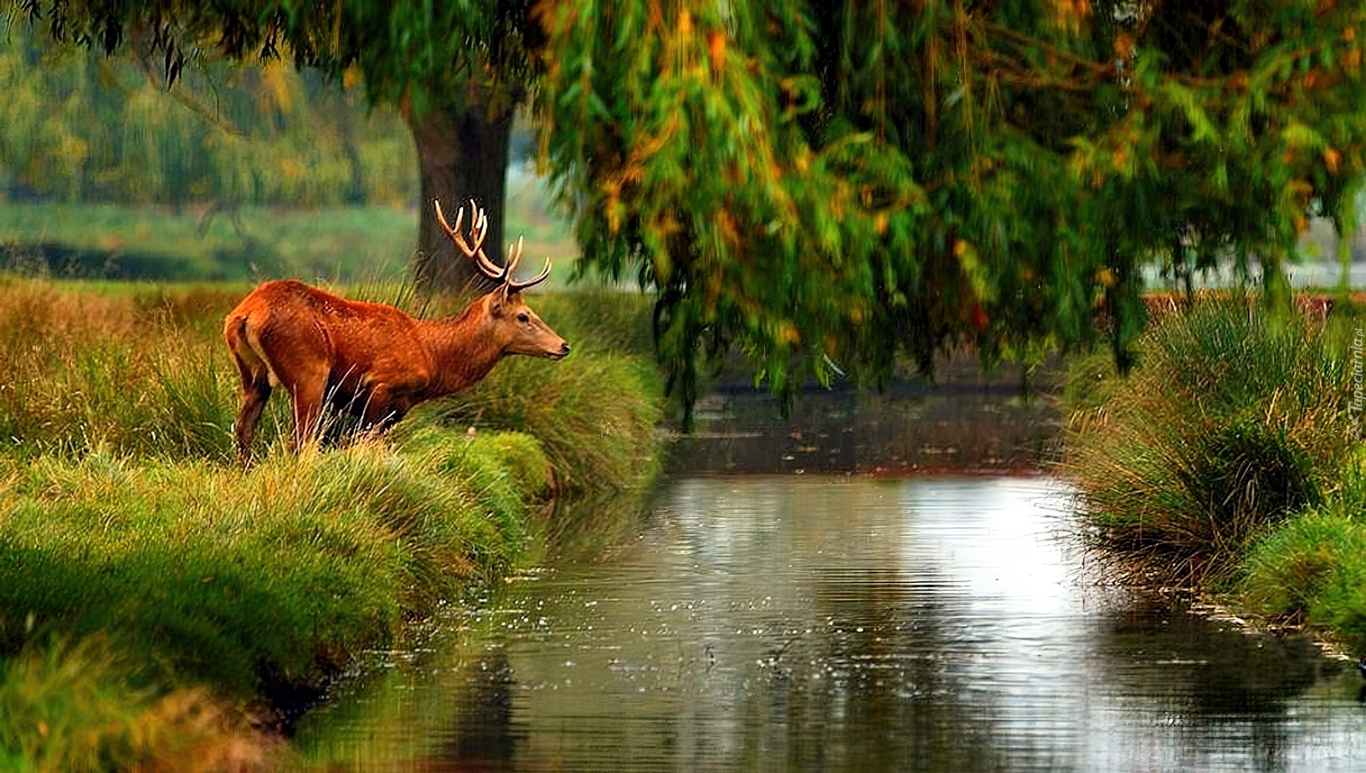 Лось пьет воду. Европейская Лань Беловежская пуща. Природа с животными. Пейзаж с животными. Красивые пейзажи с животными.