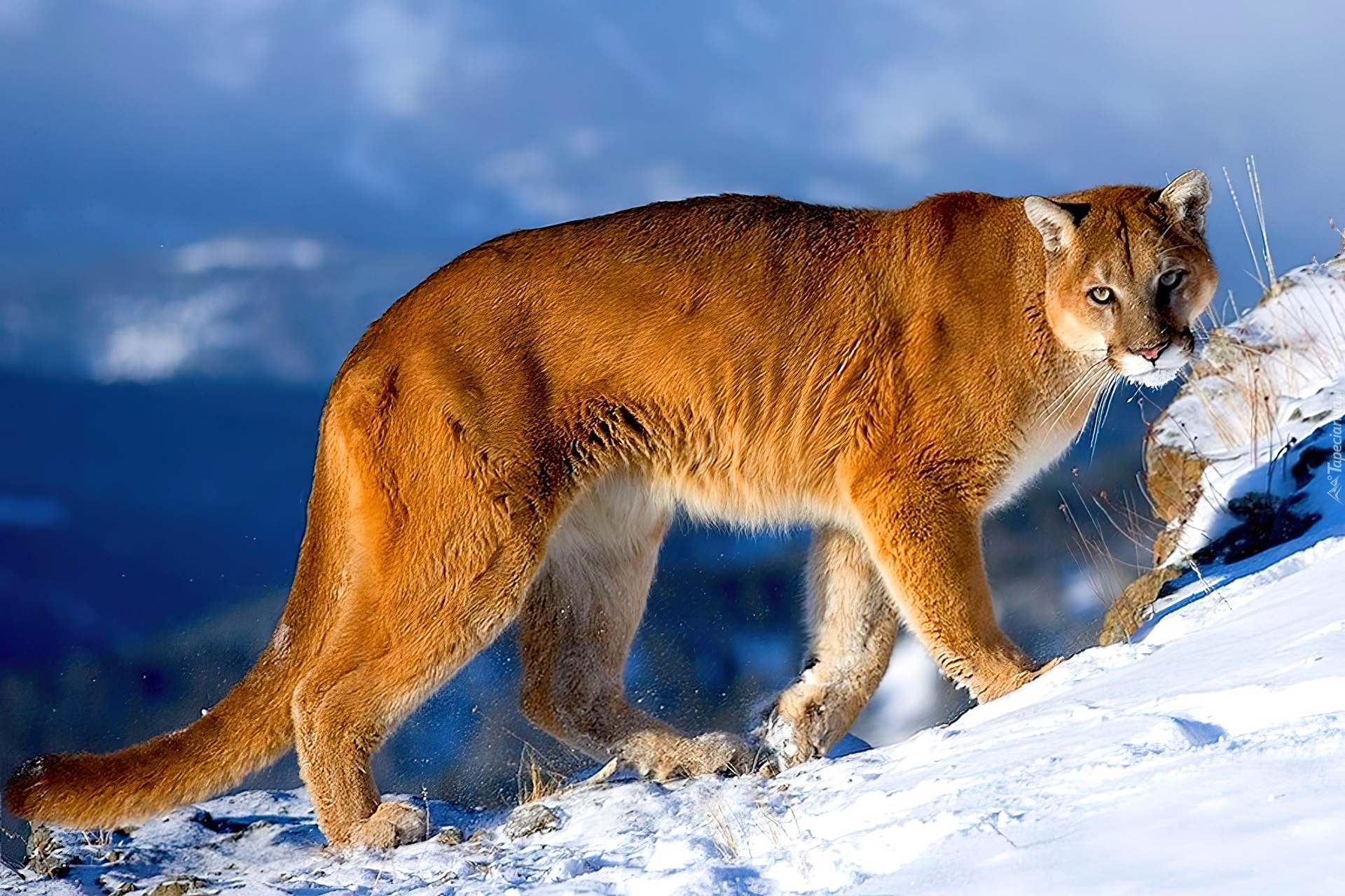 Животные нат. Канадская Пума. Североамериканская Пума. Пума (Puma concolor):. Кугуар горный Лев.