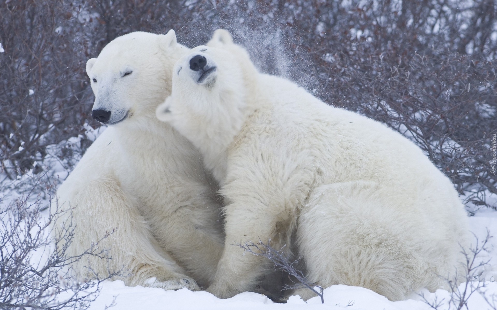 Niedźwiedzie, Polarne, Przytulenie