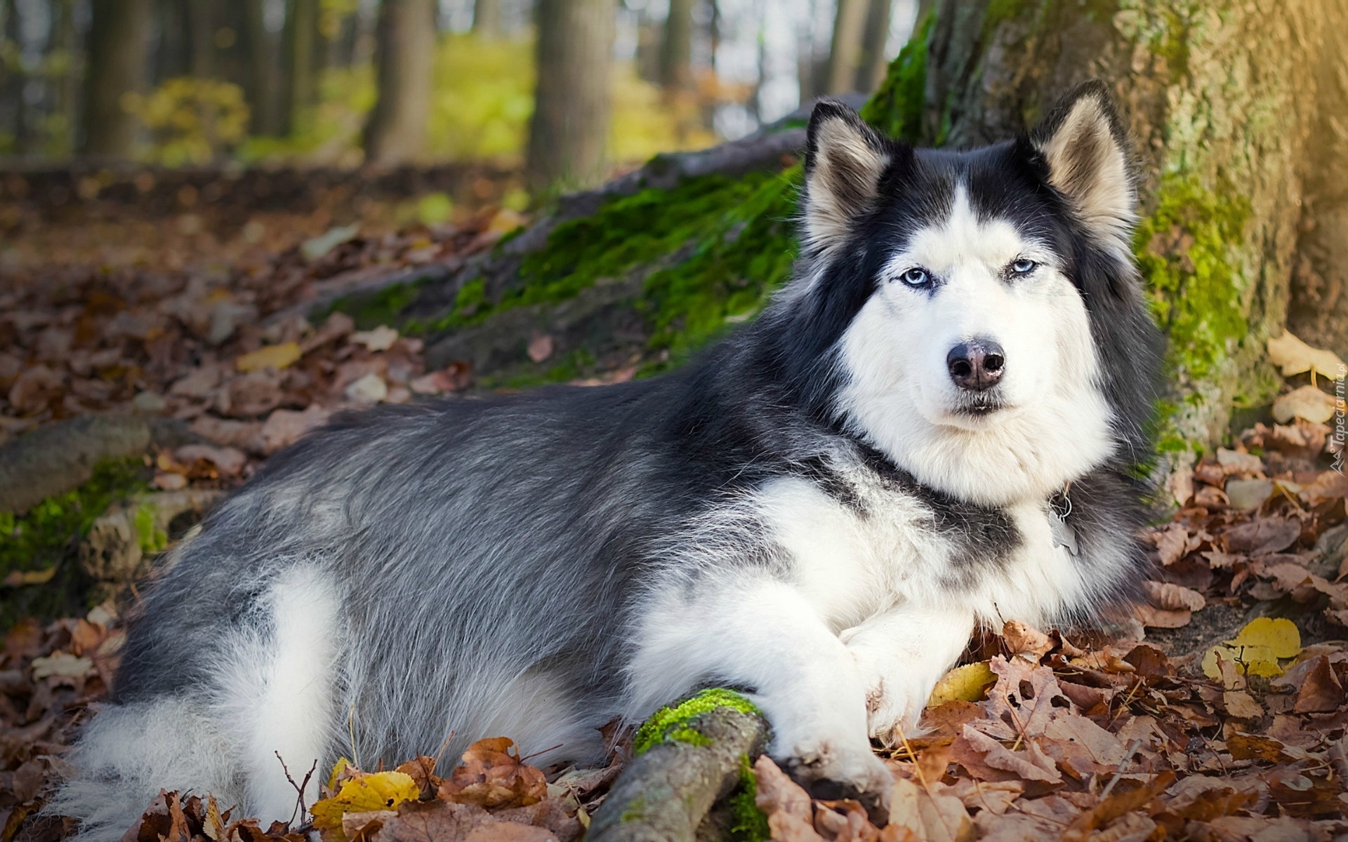 Husky, Las, Jesień