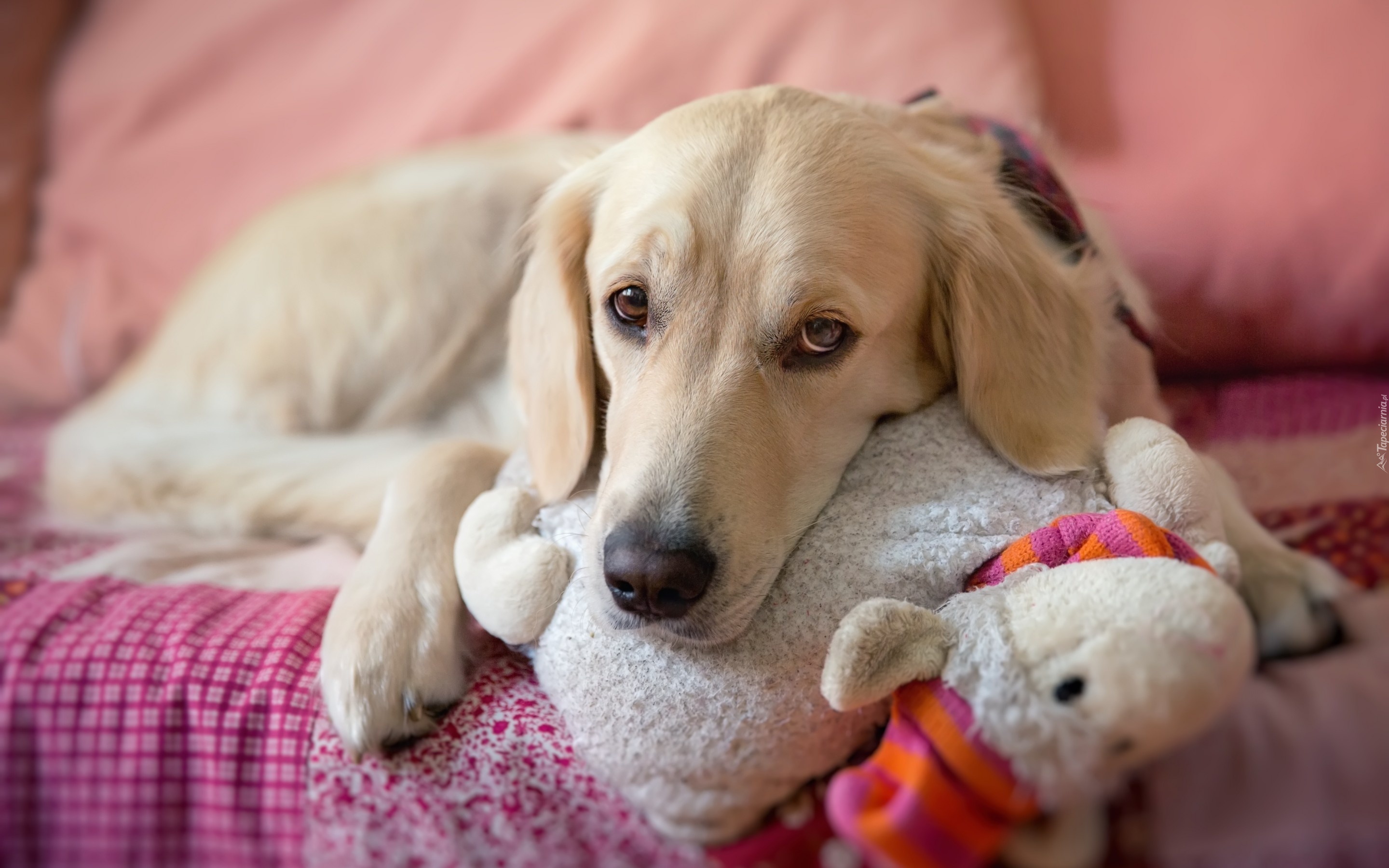 Smutny, Golden Retriever