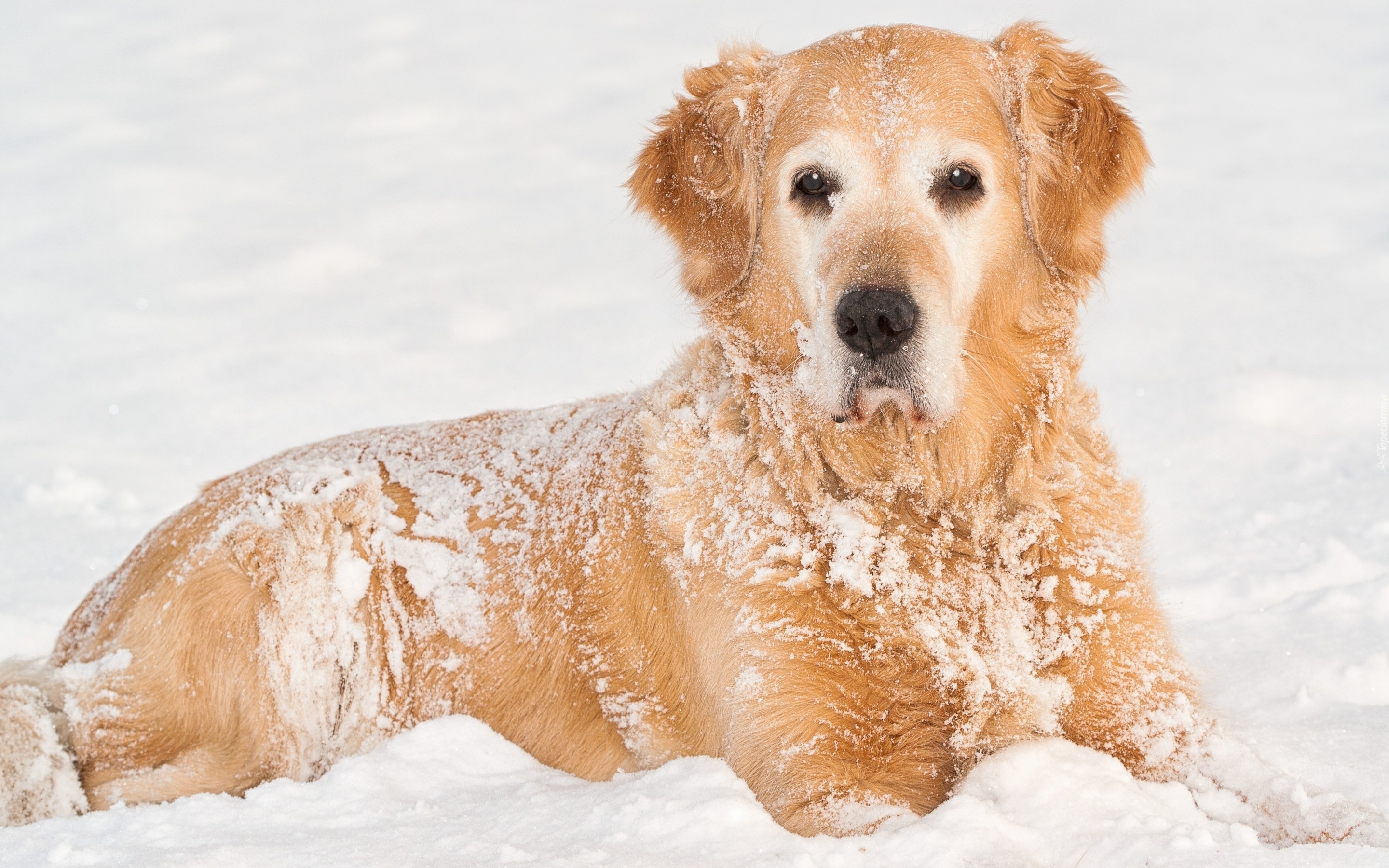 Zima, Śnieg, Golden Retriever