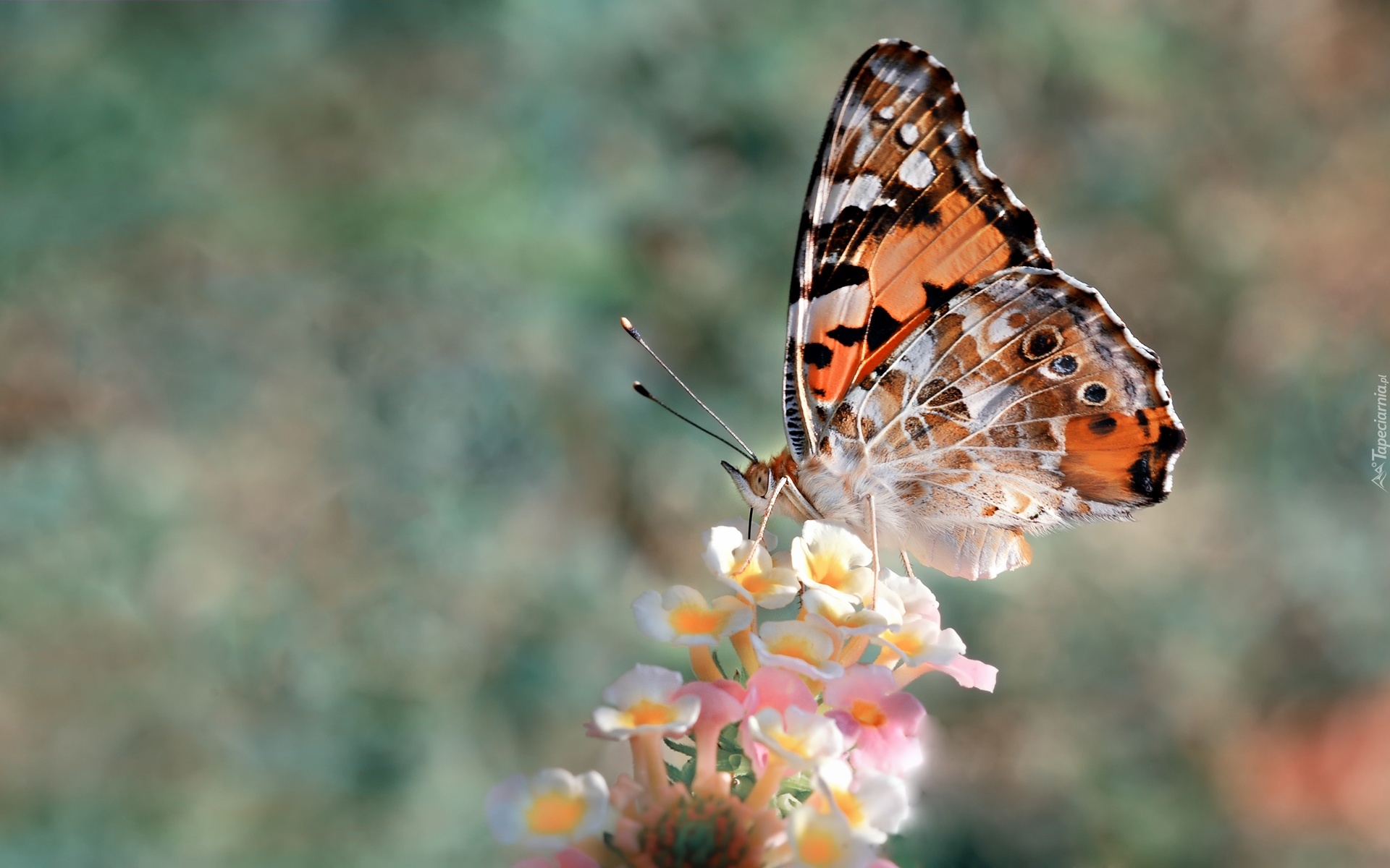 Motyl, Rusałka, Osetnik, Kwiaty