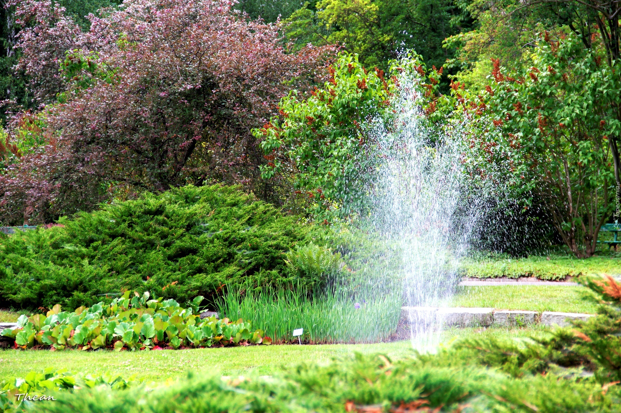 Ogród, Botaniczny, Poznań, Fontanna