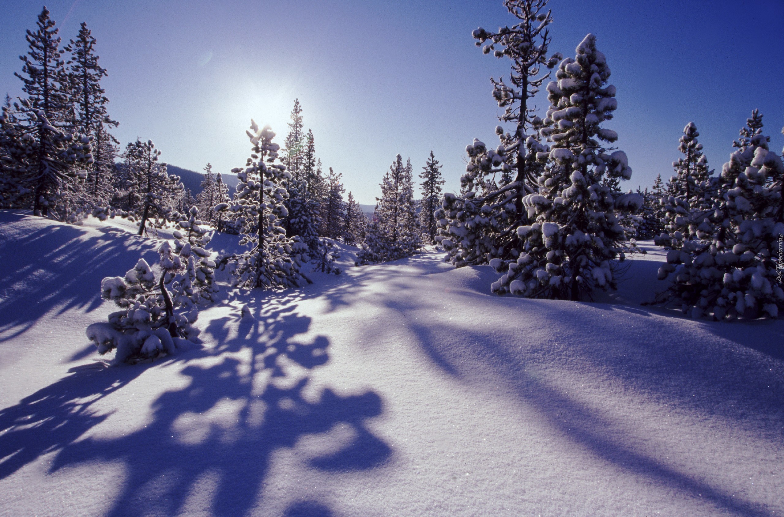 Drzewka, Pokryte, Śniegiem, Promienie, Słońca