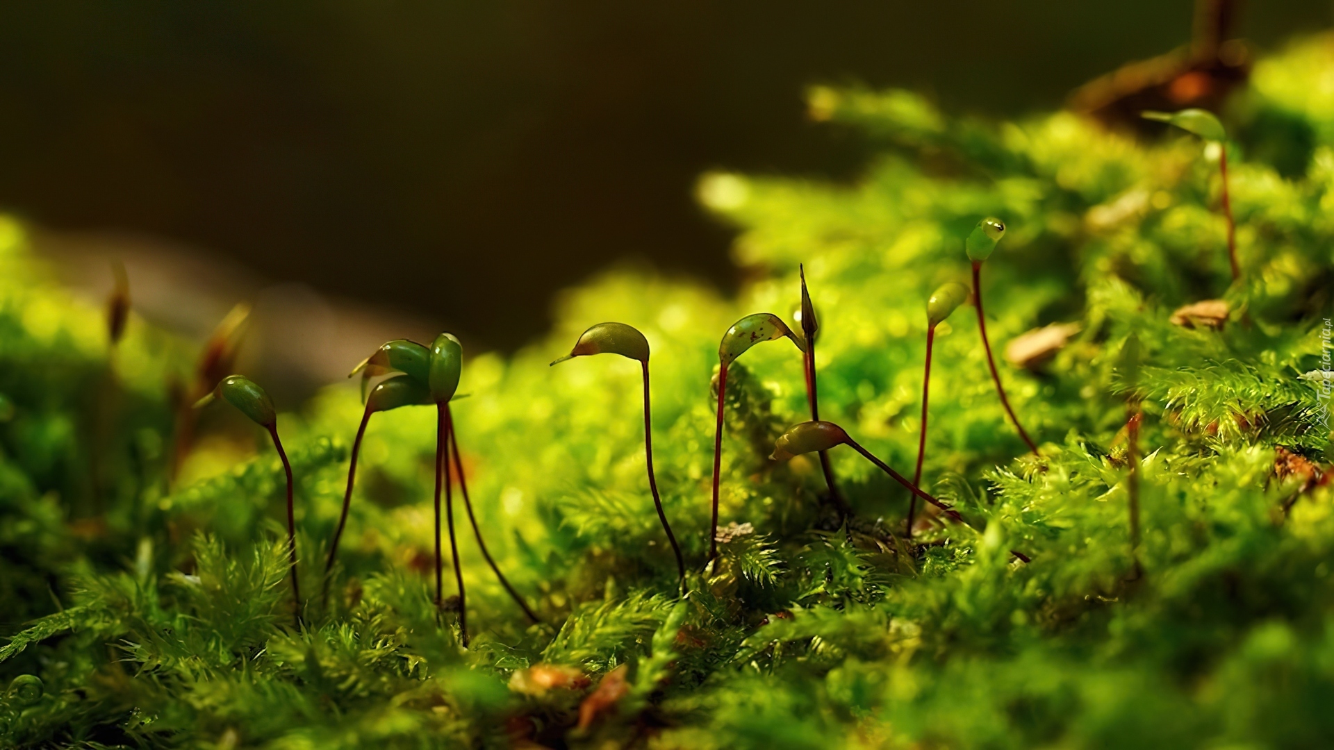 Мхи живые организмы. Фунария мох. Мхи Bryophyta. Мох фунария идиоадаптации. Мохообразные насекомые.