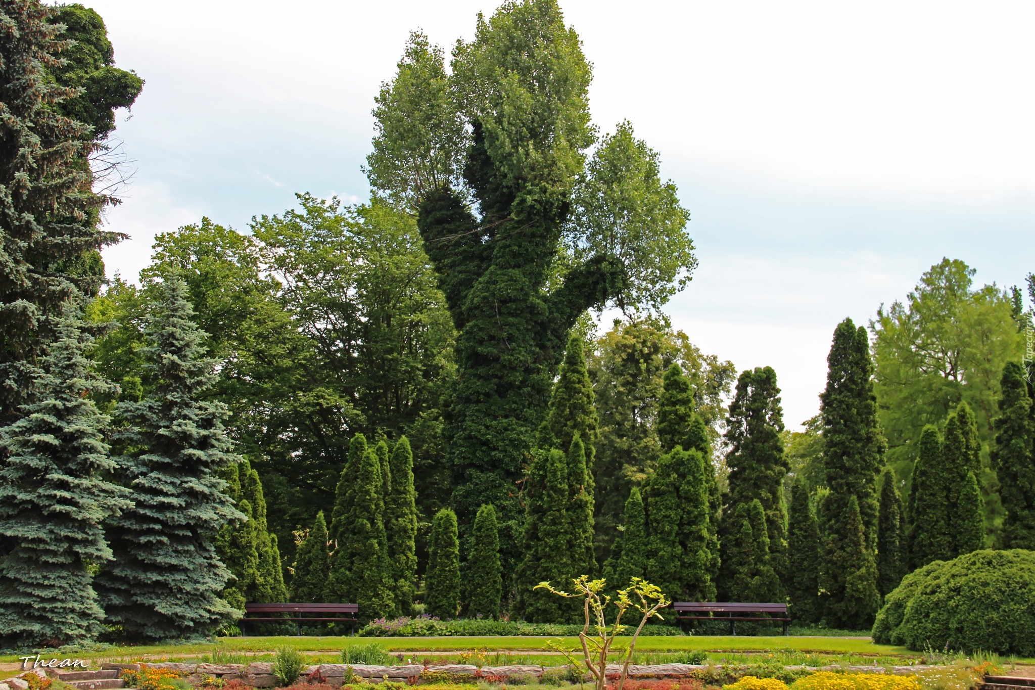 Drzewa, Ogród, Botaniczny, Poznań